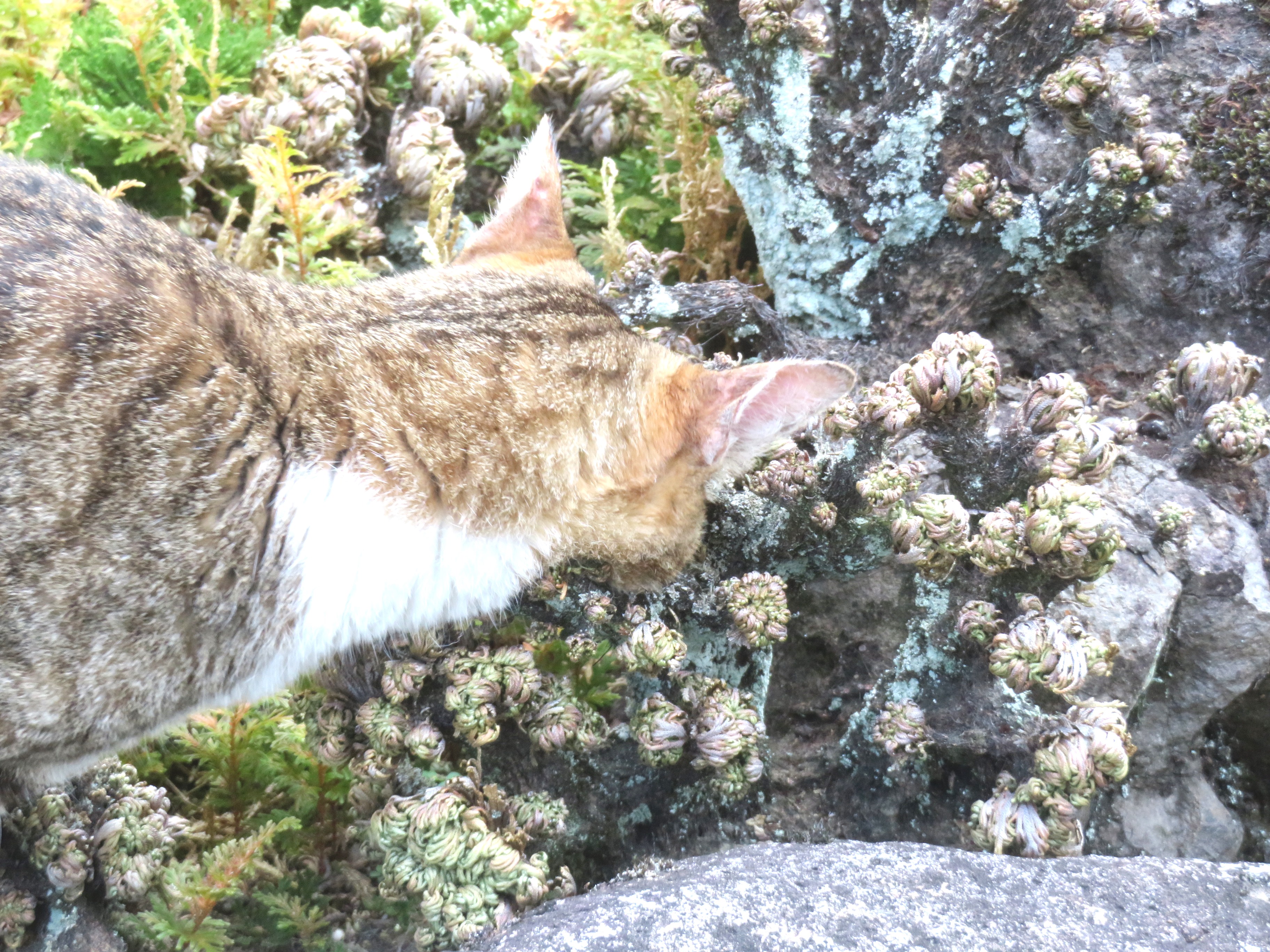 ねこ、風太 巡回