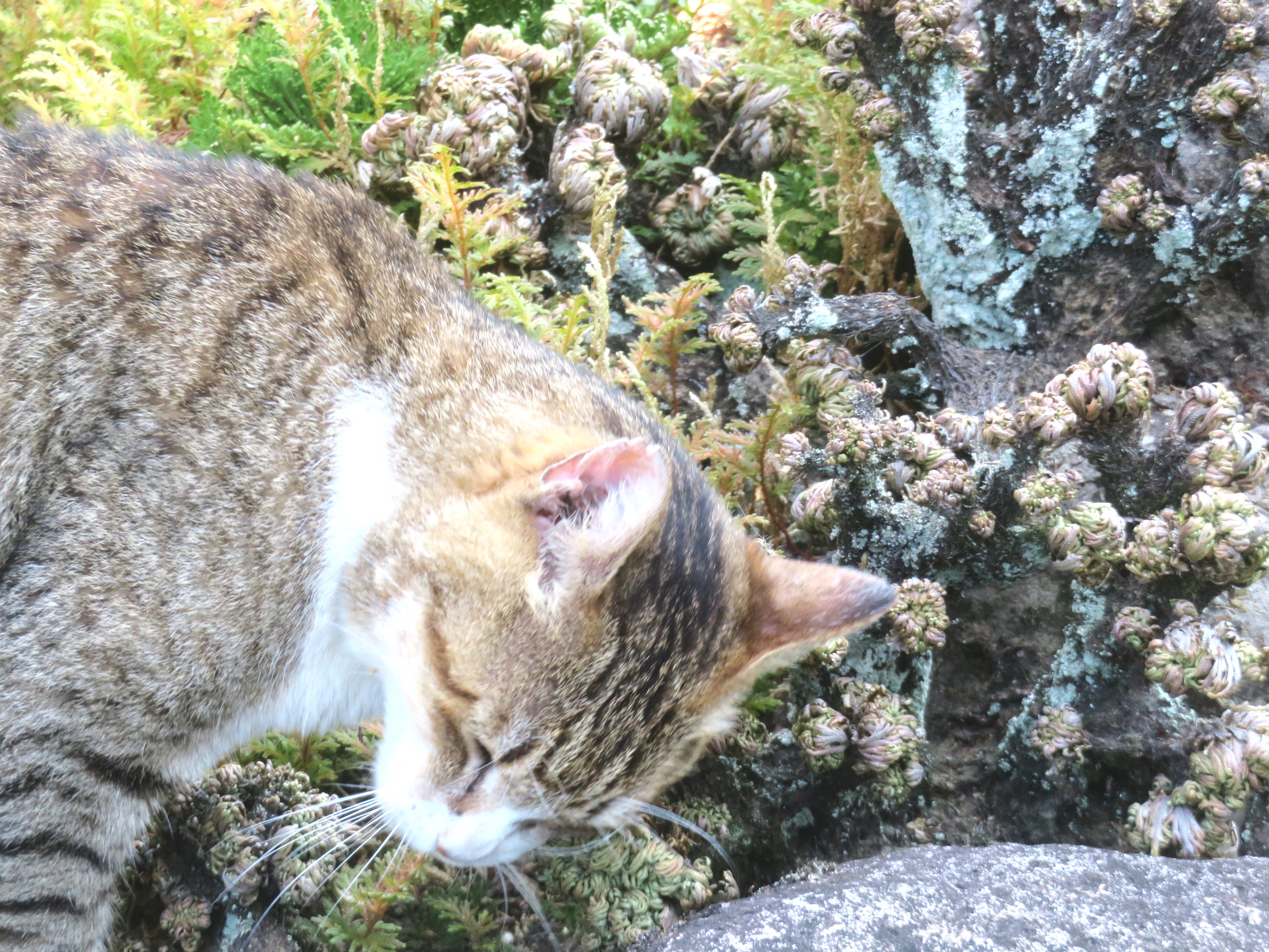 ねこ、風太 巡回
