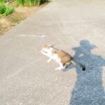ねこ、風太　巡回