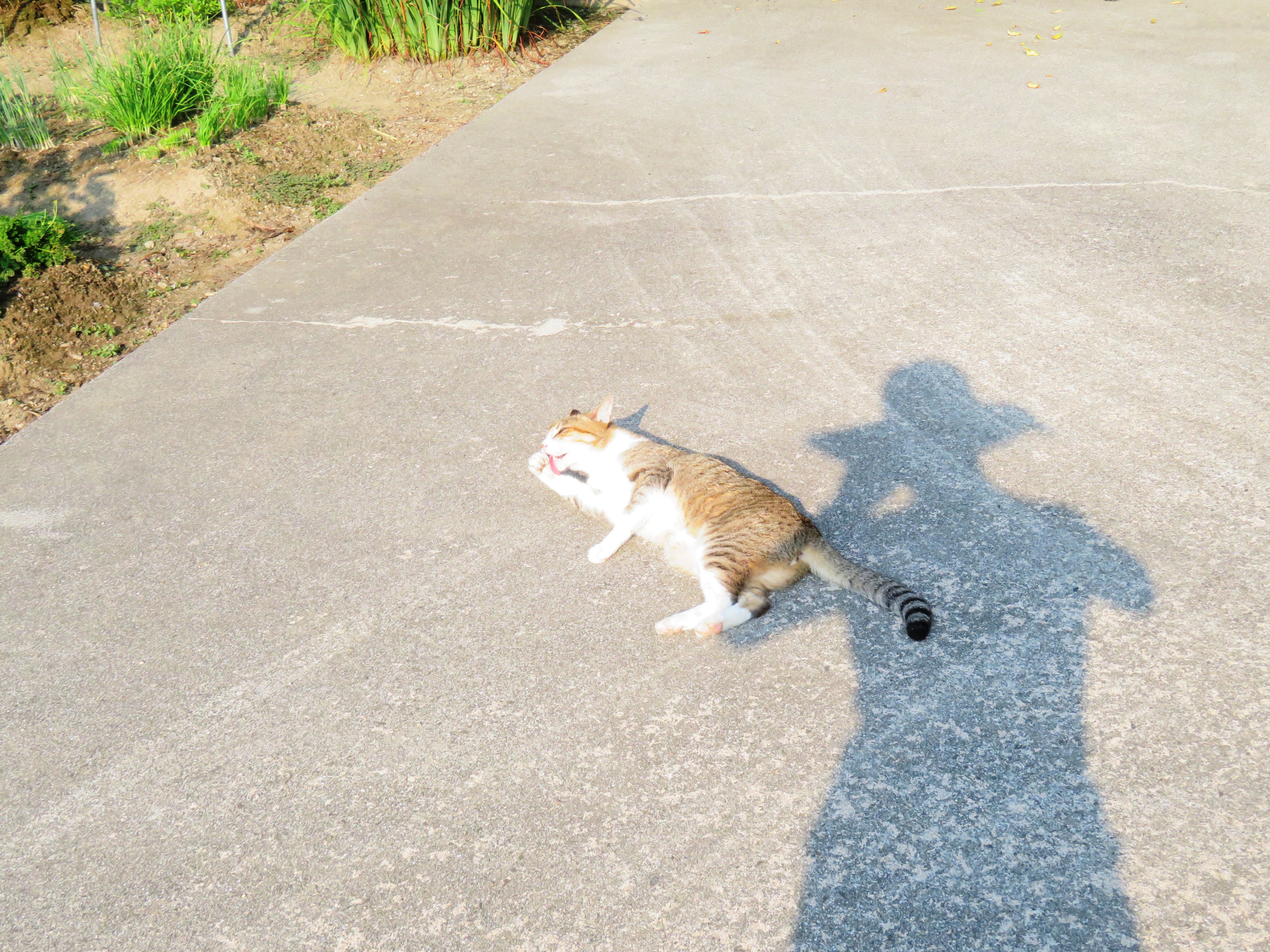 ねこ、風太 巡回