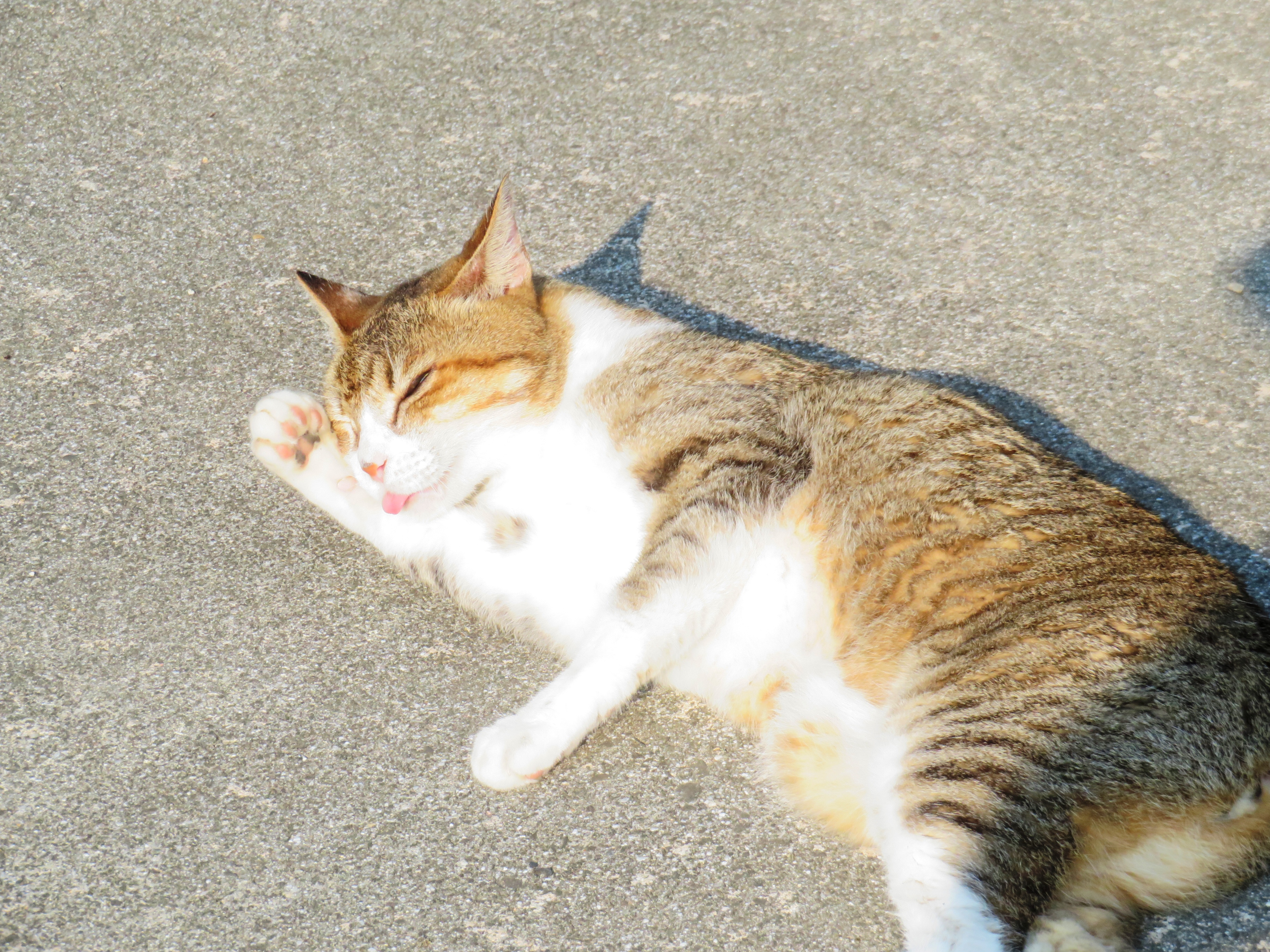 ねこ、風太 巡回