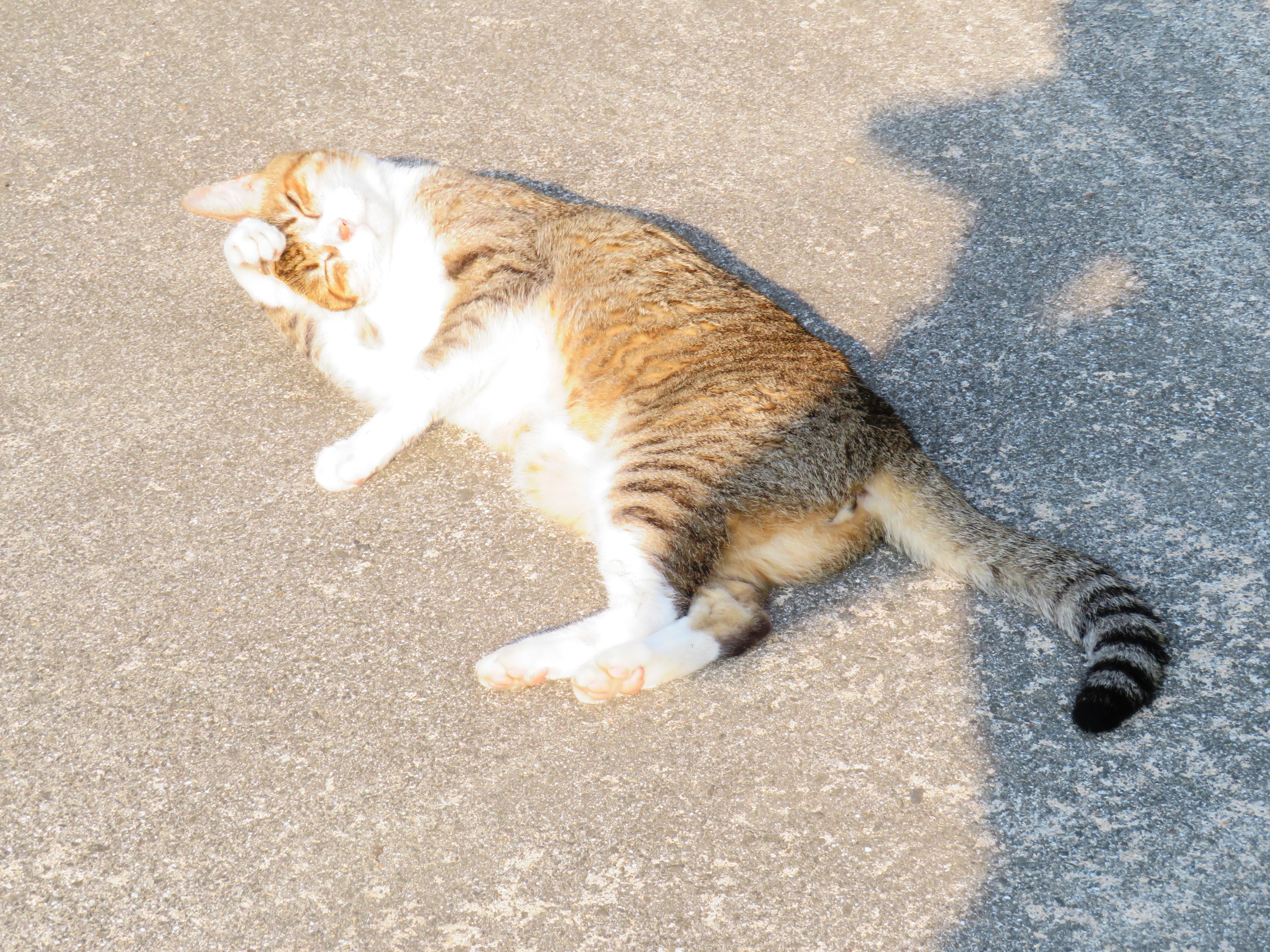 ねこ、風太 巡回