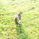 ねこ、風太　巡回