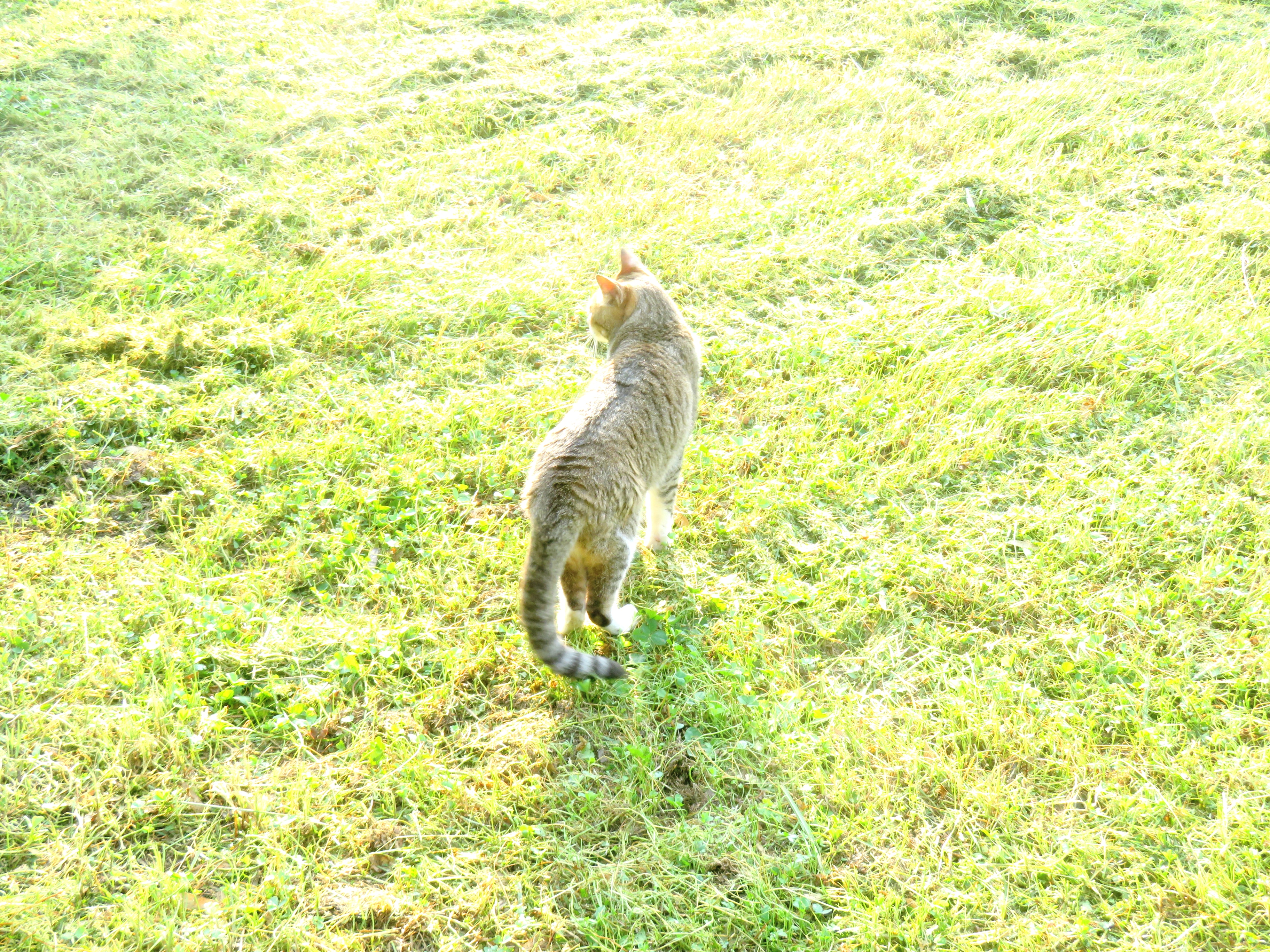 ねこ、風太 巡回