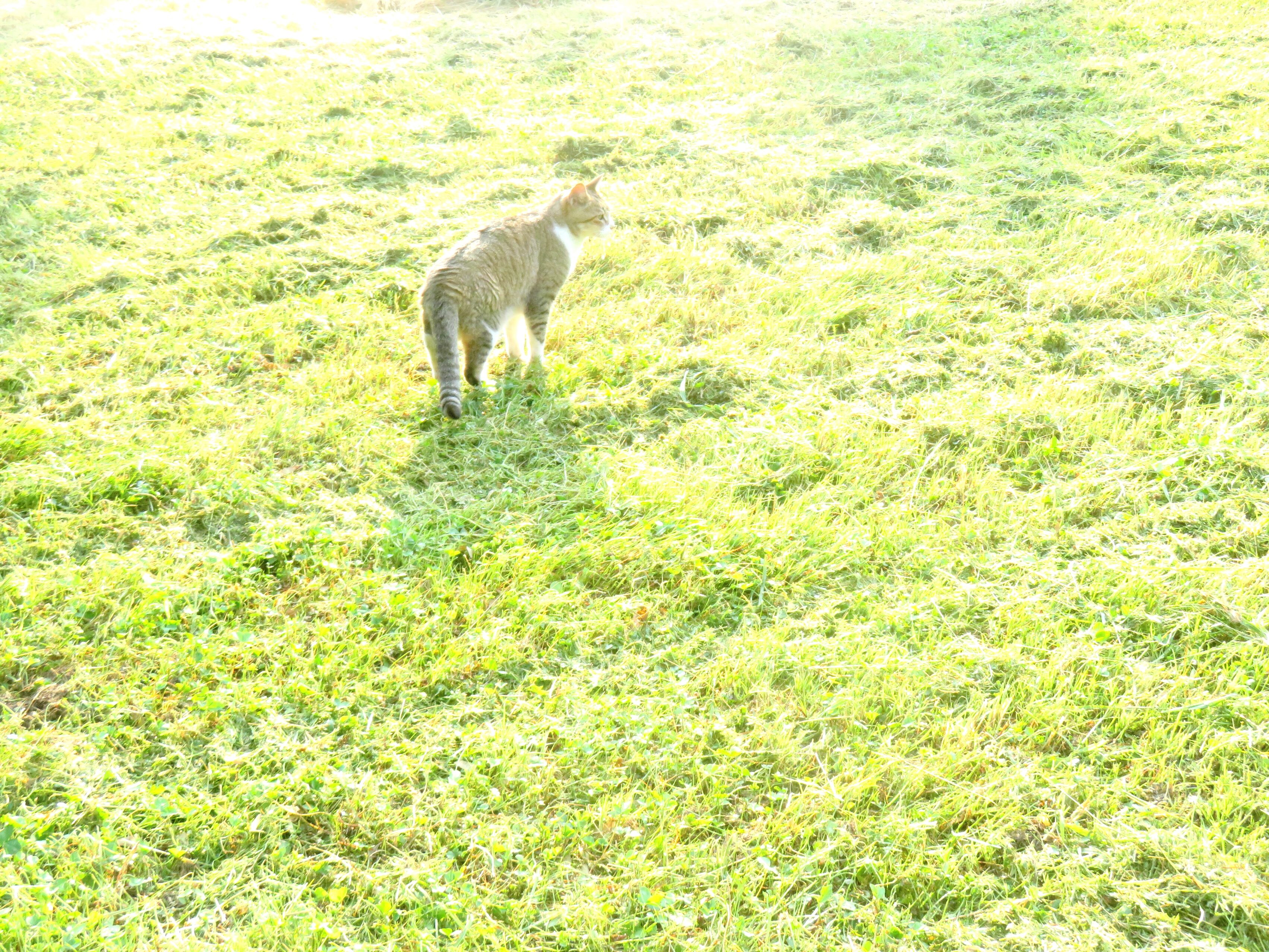 ねこ、風太 巡回