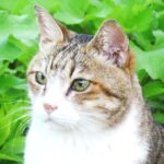 ねこ、風太　巡回