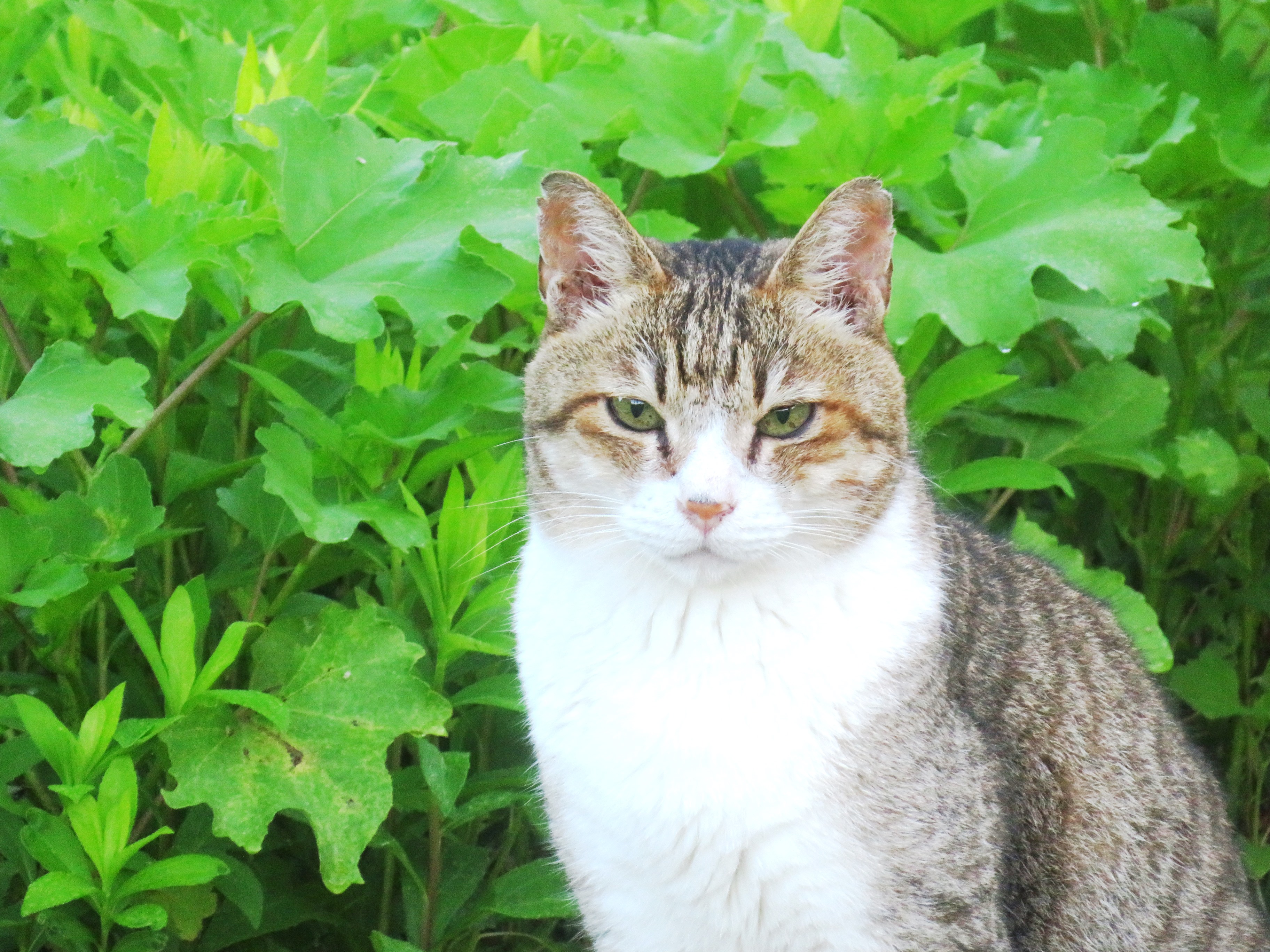 ねこ、風太 巡回