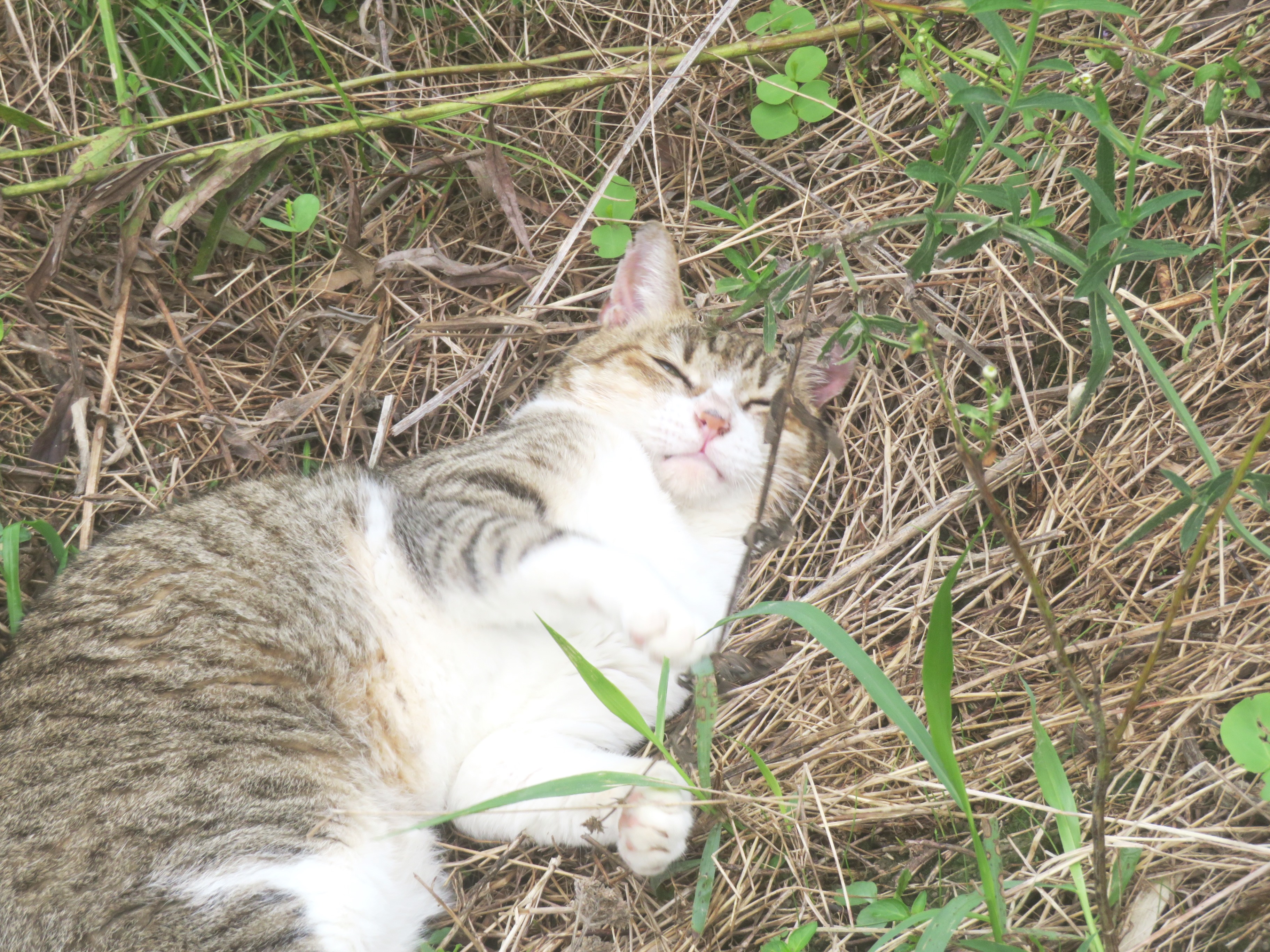 ねこ、風太 巡回