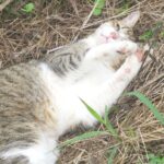 ねこ、風太　巡回