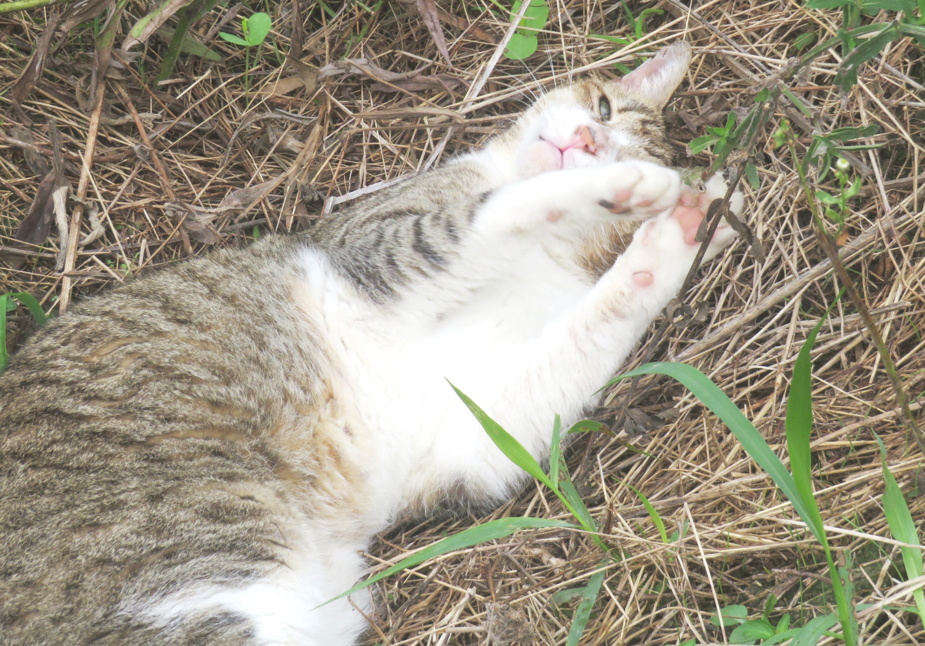 ねこ、風太 巡回