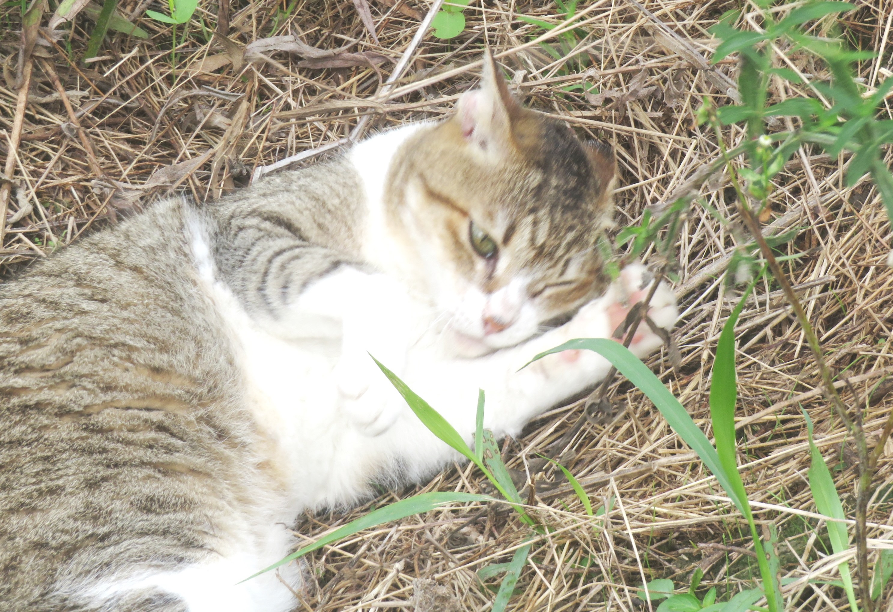 ねこ、風太 巡回