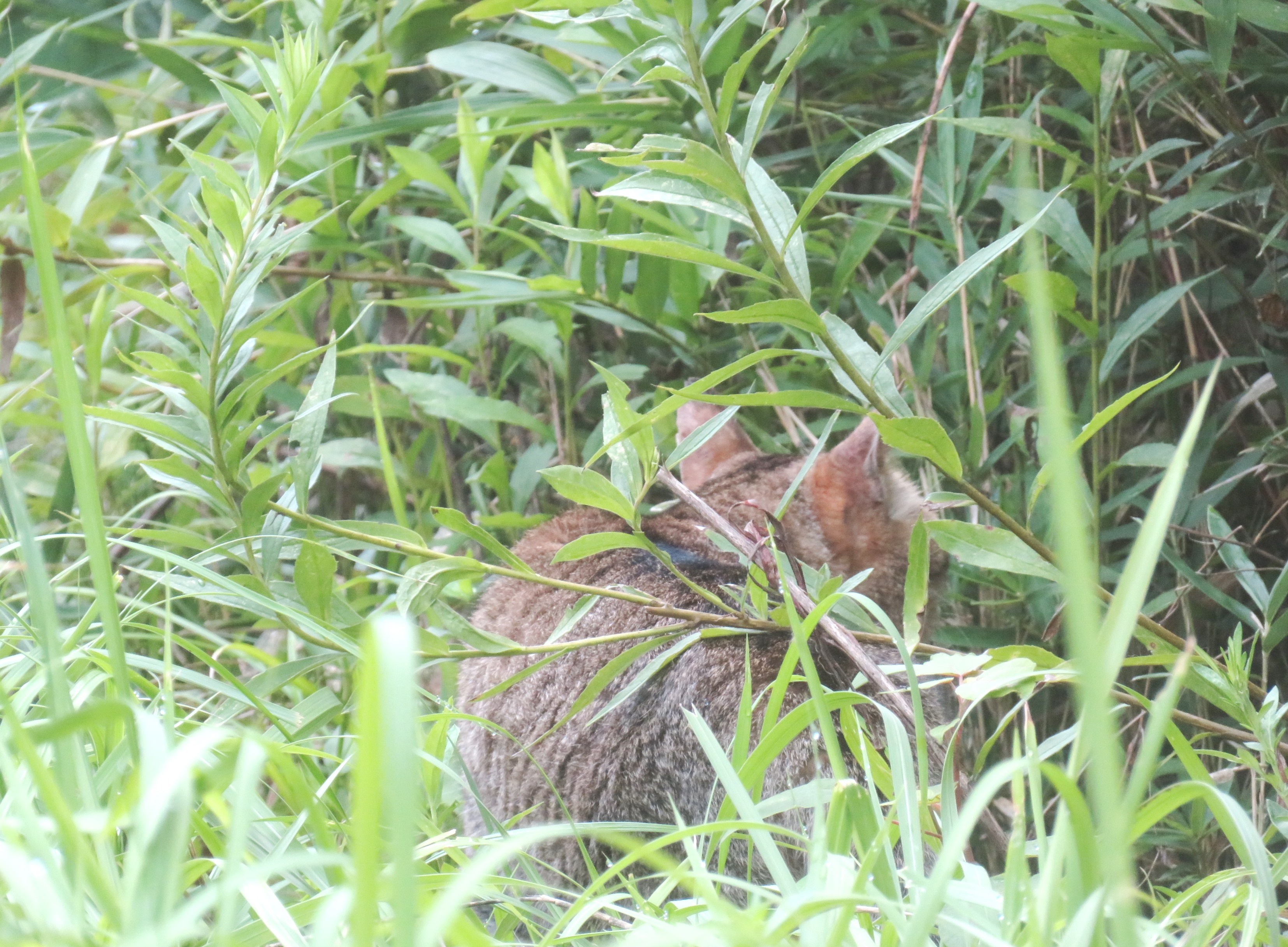 ねこ、風太 巡回