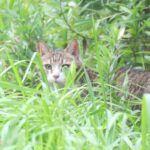ねこ、風太　巡回