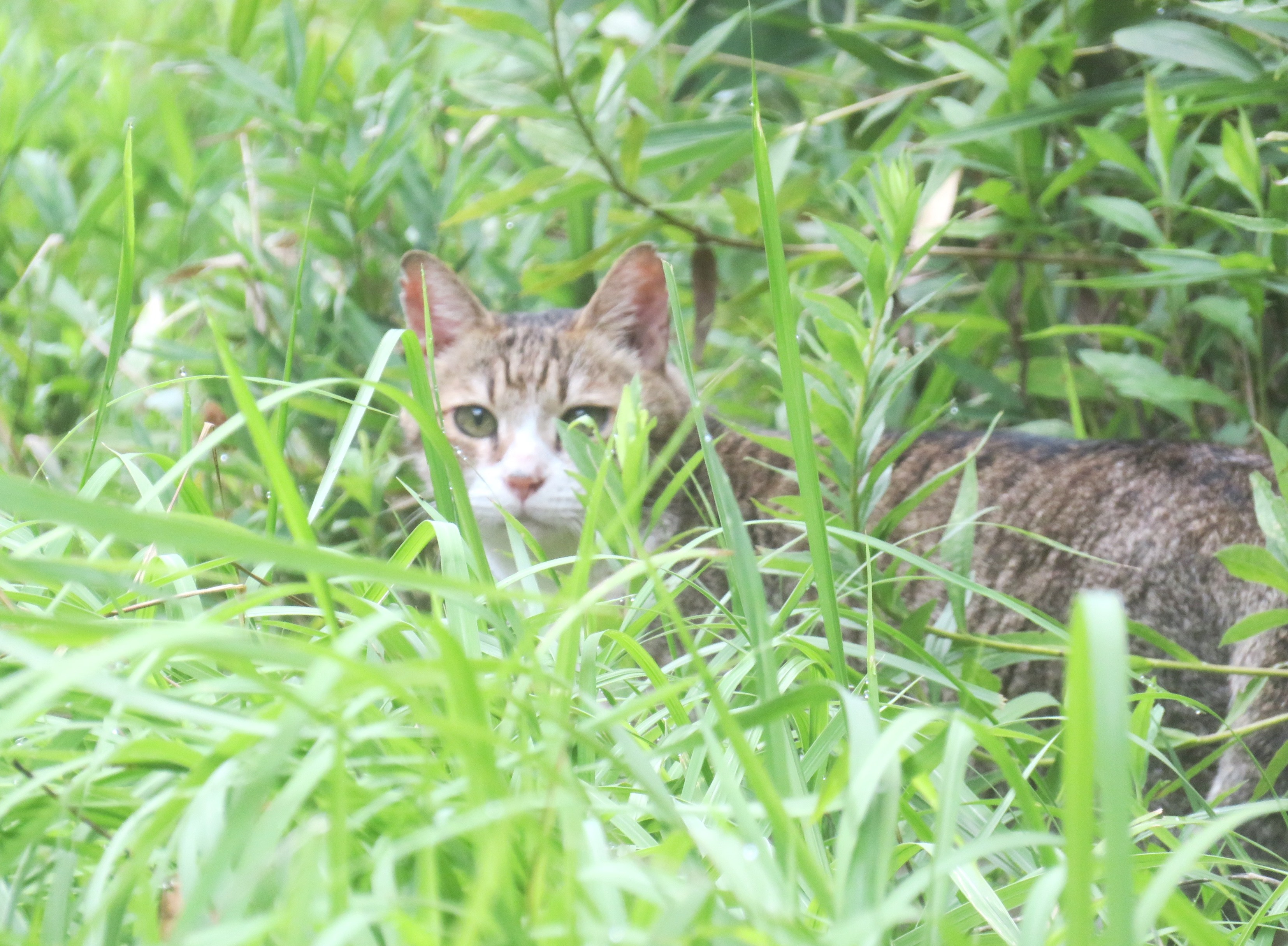 ねこ、風太 巡回
