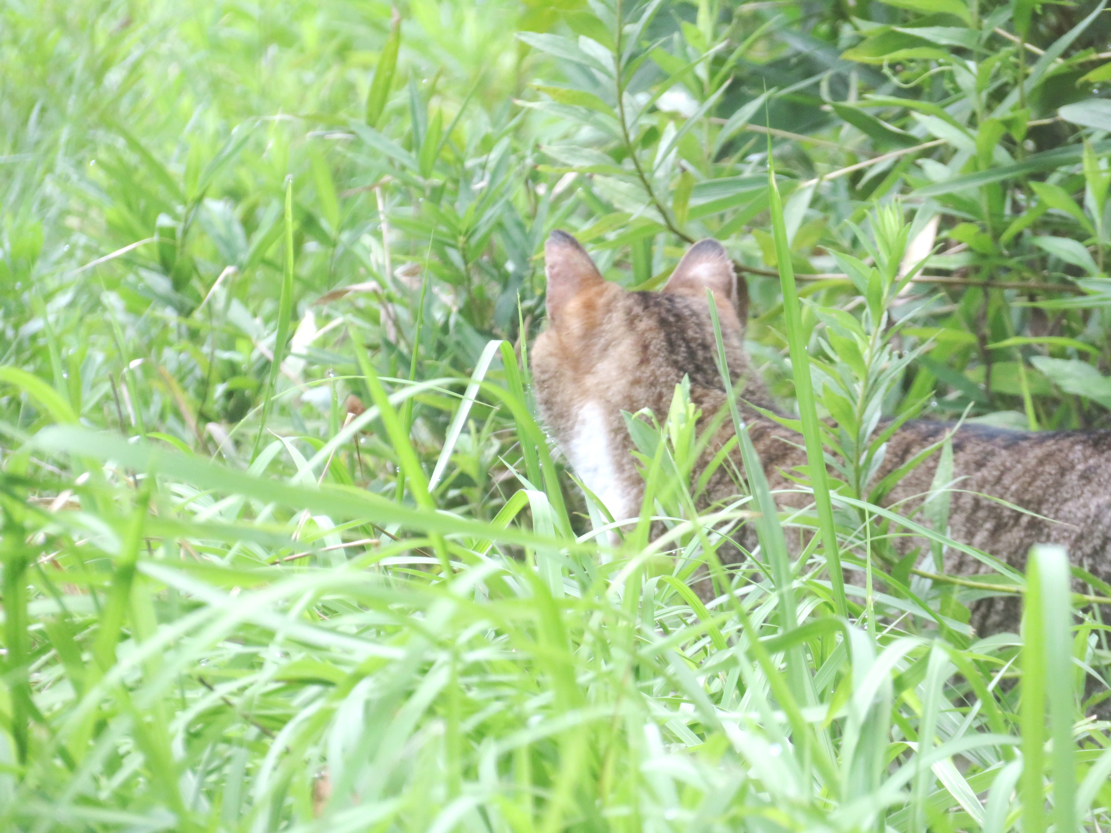 ねこ、風太 巡回