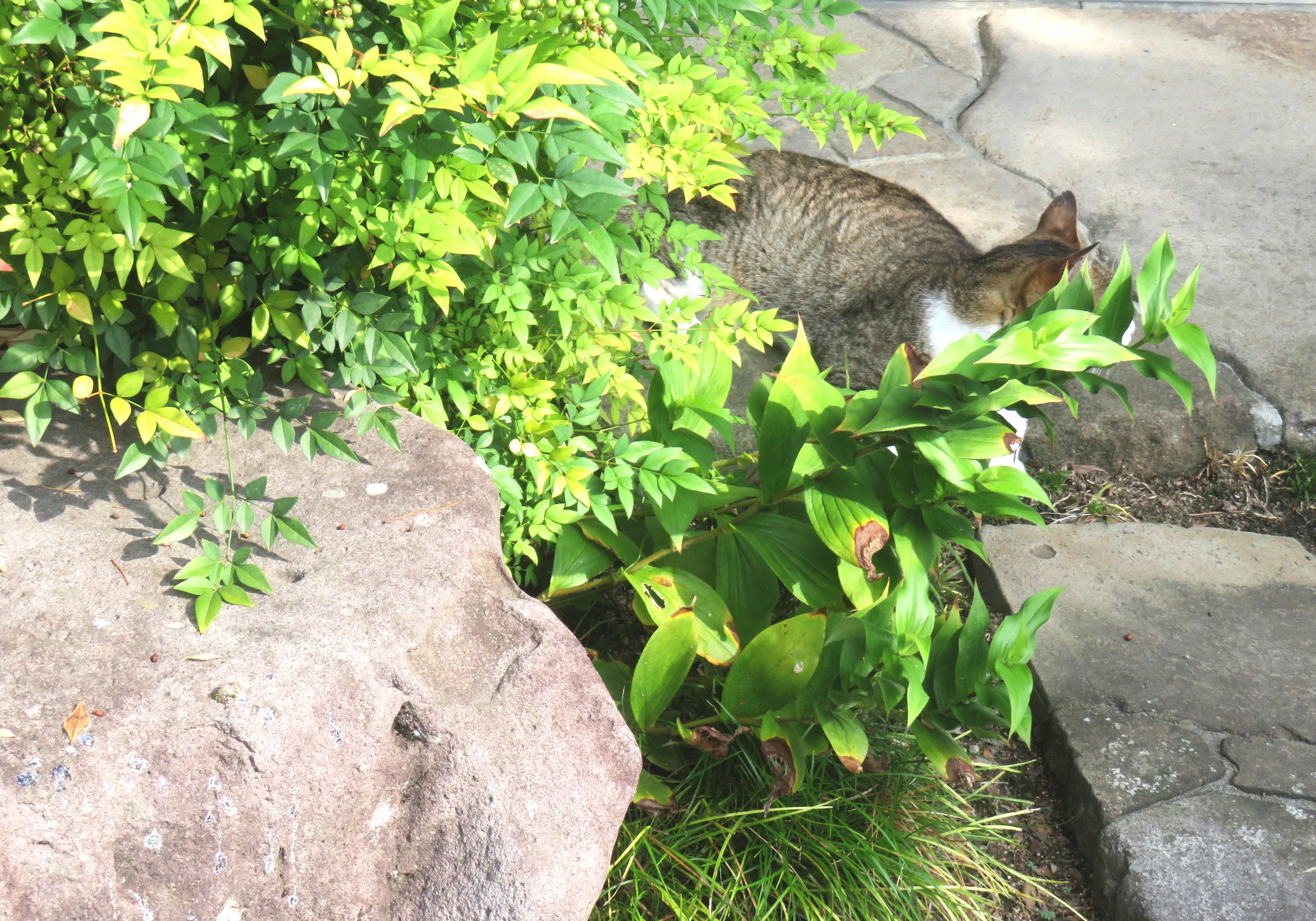 ねこ、風太 巡回