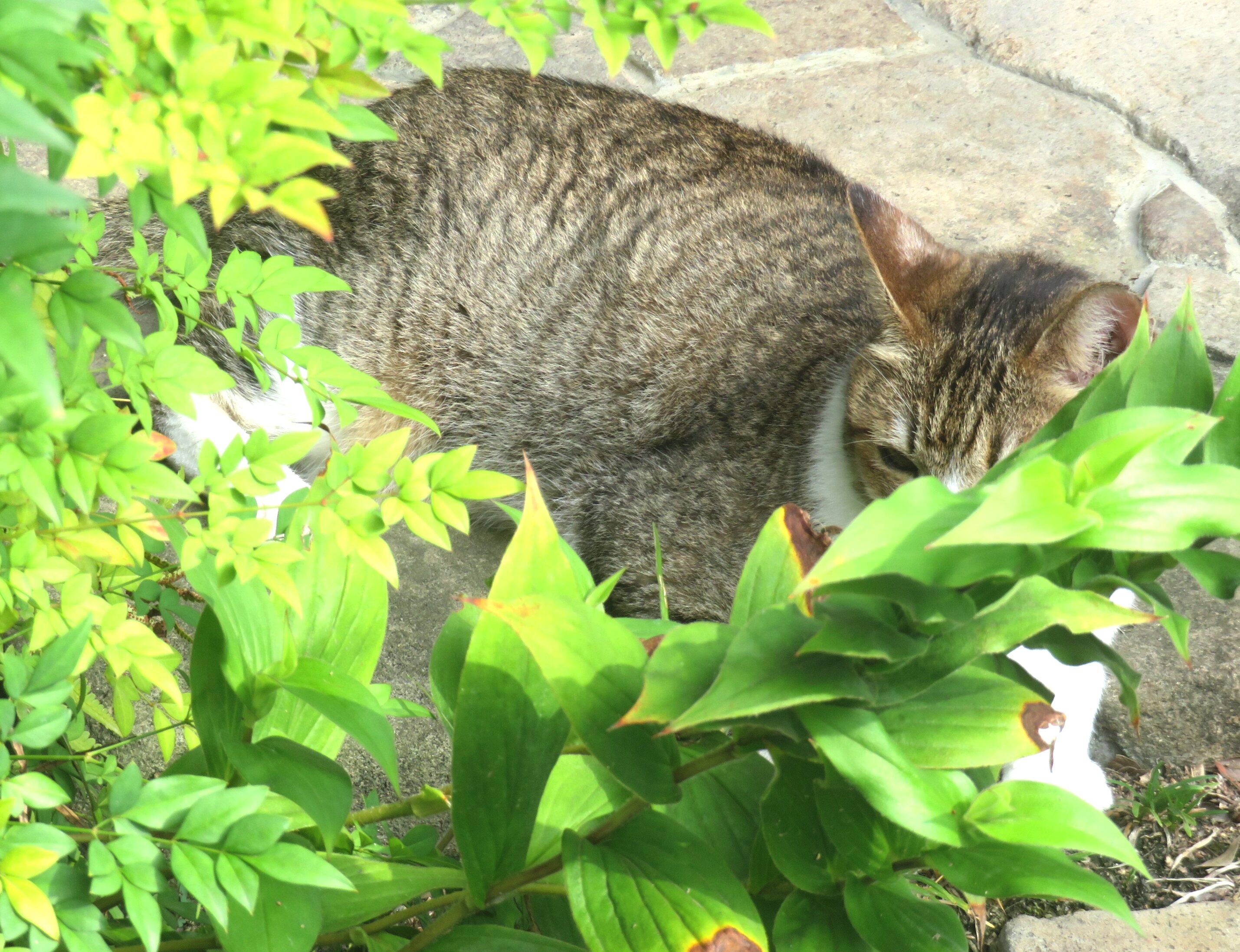 ねこ、風太 巡回