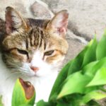 ねこ、風太　巡回