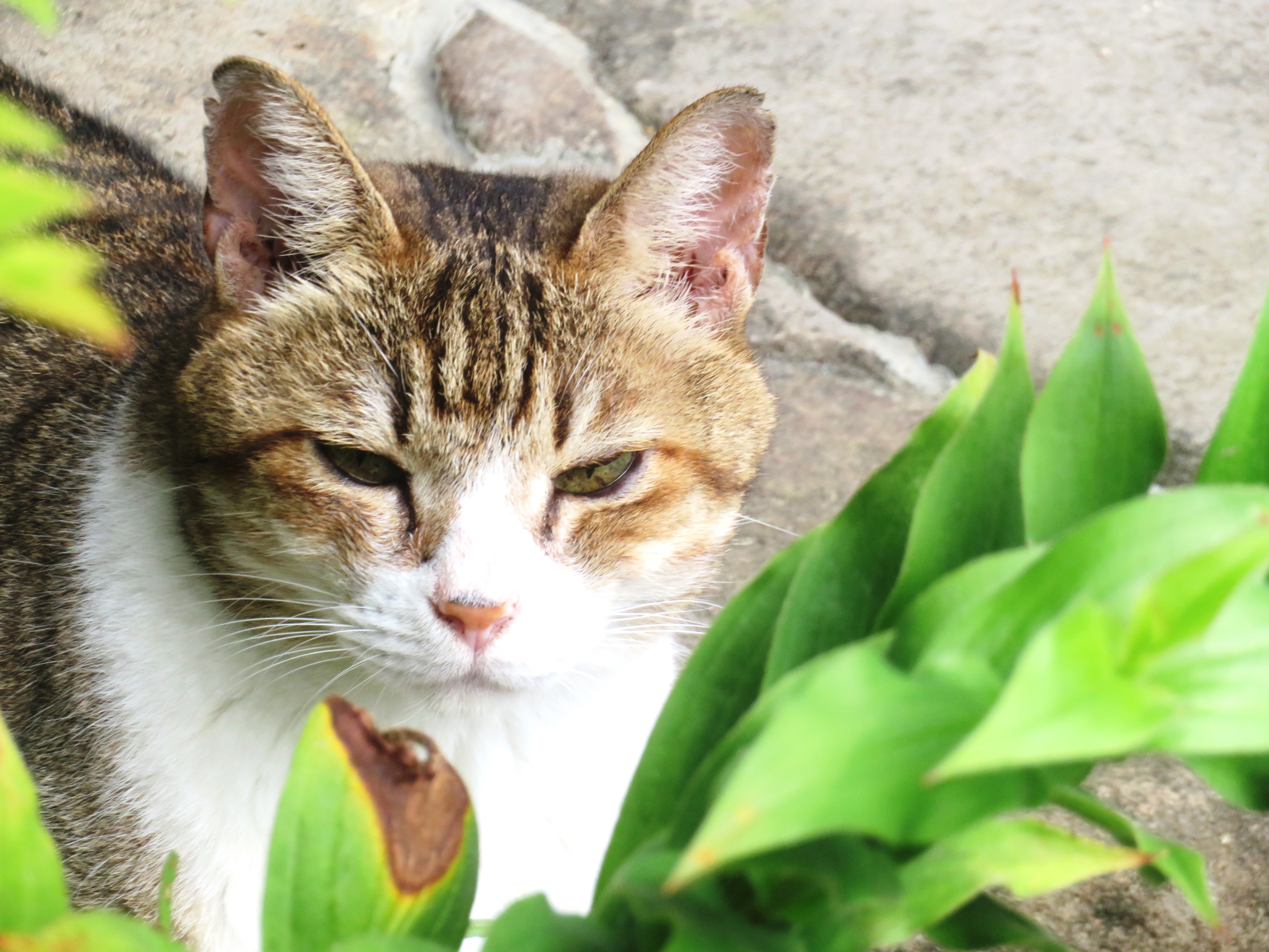 ねこ、風太 巡回
