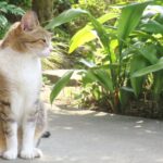 ねこ、風太　巡回