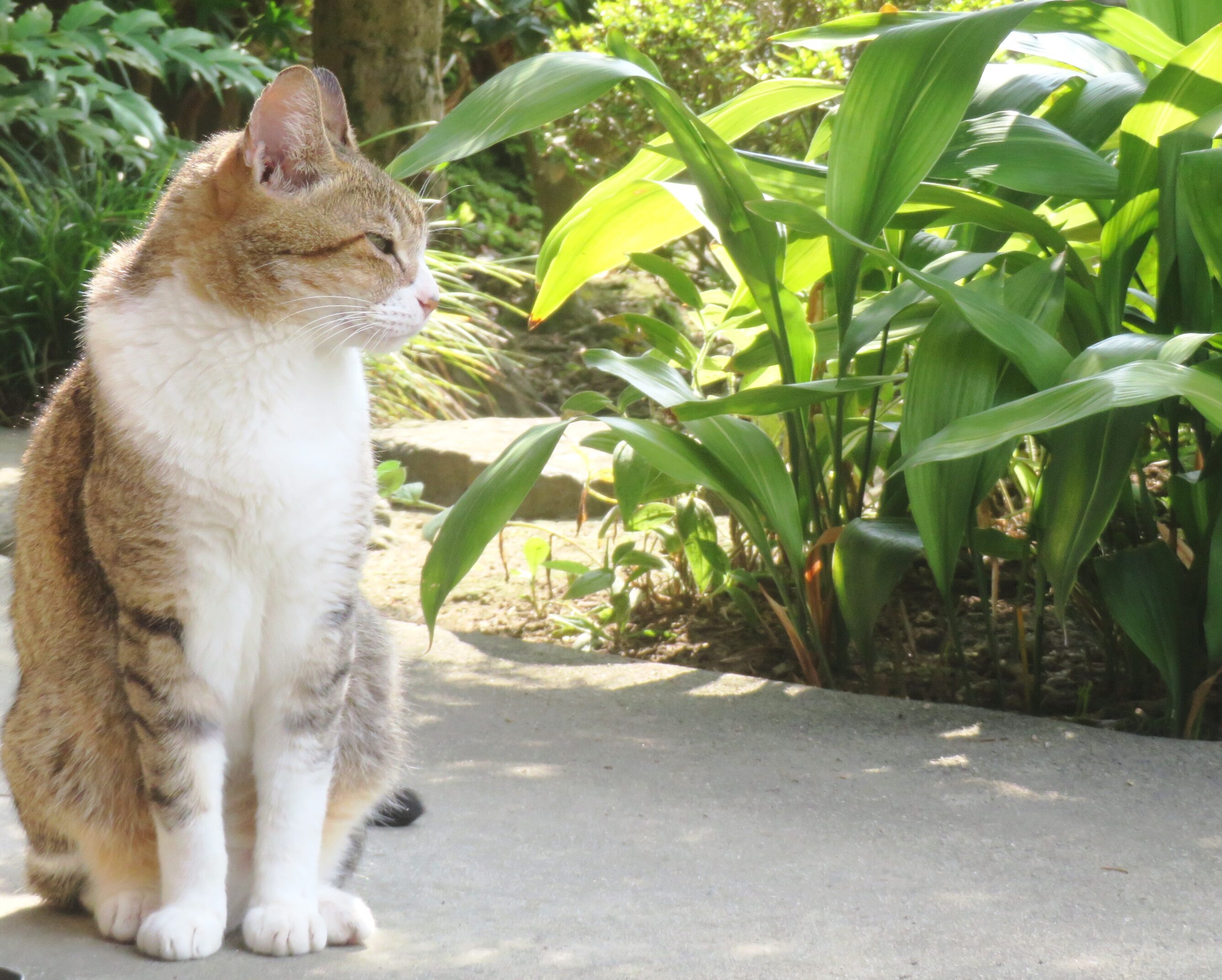 ねこ、風太　巡回