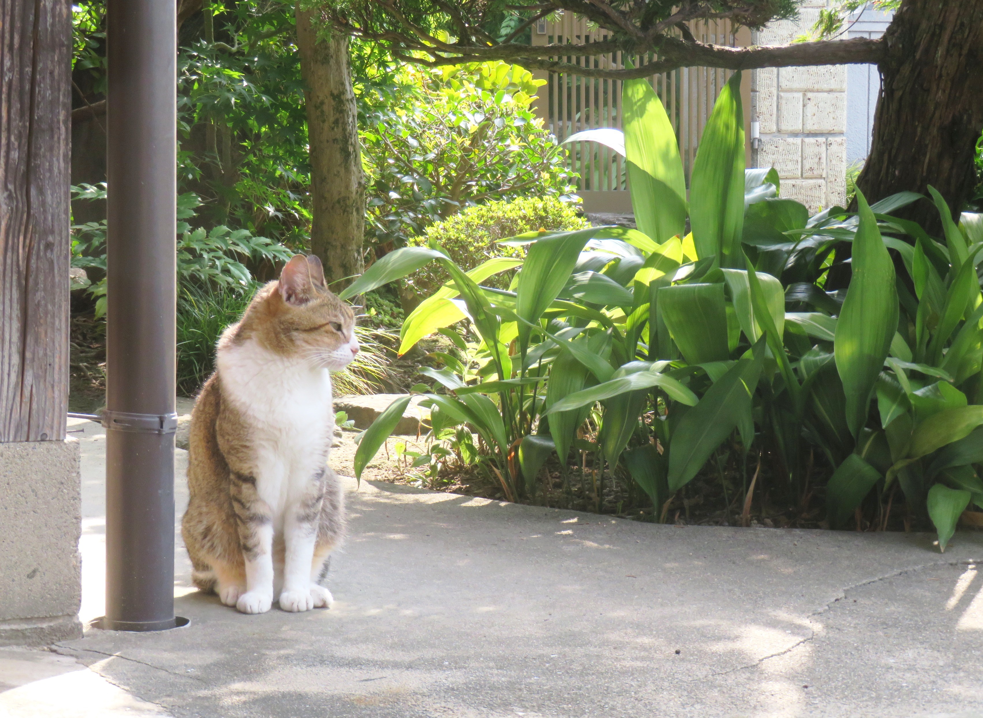 ねこ、風太　巡回