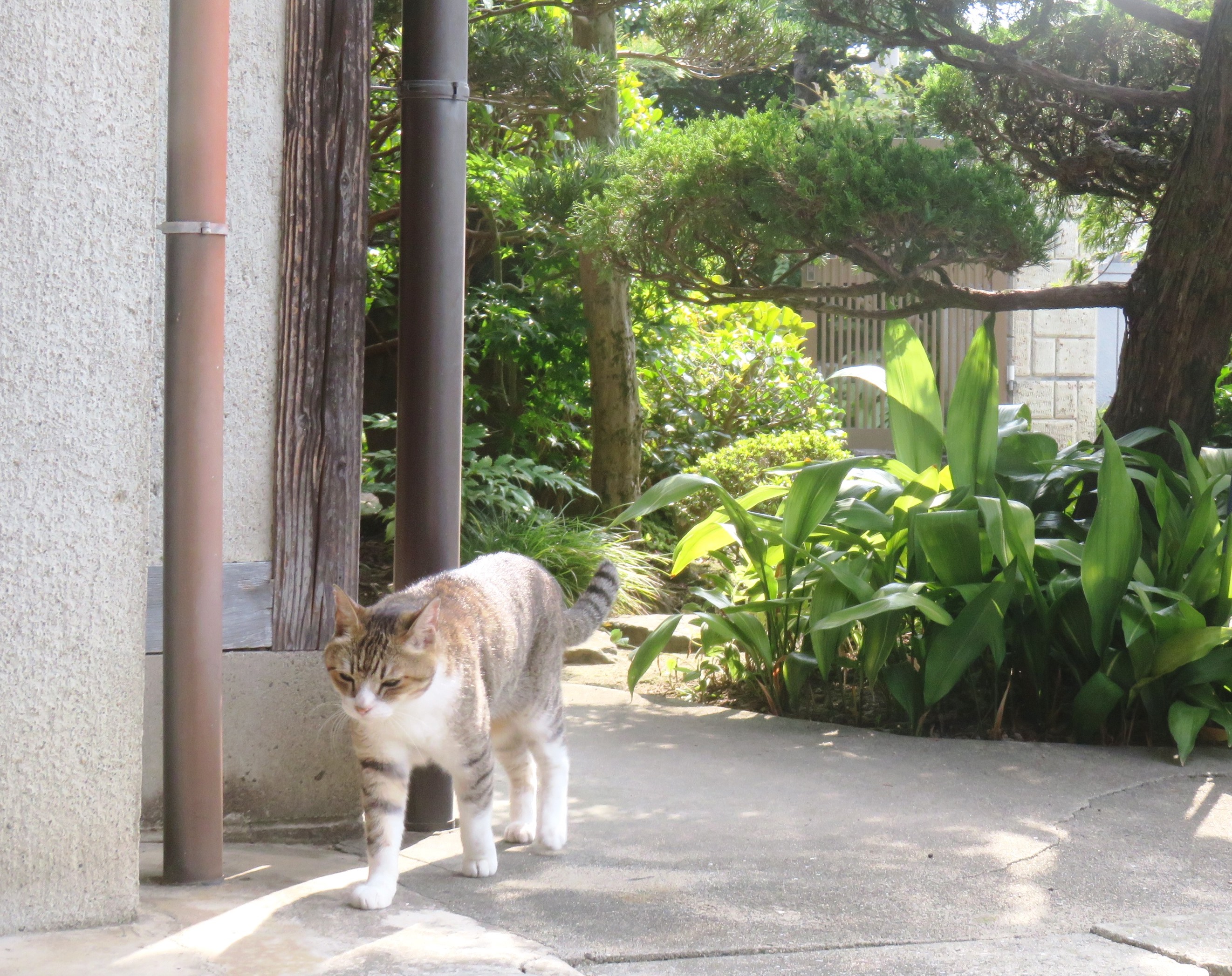 ねこ、風太　巡回