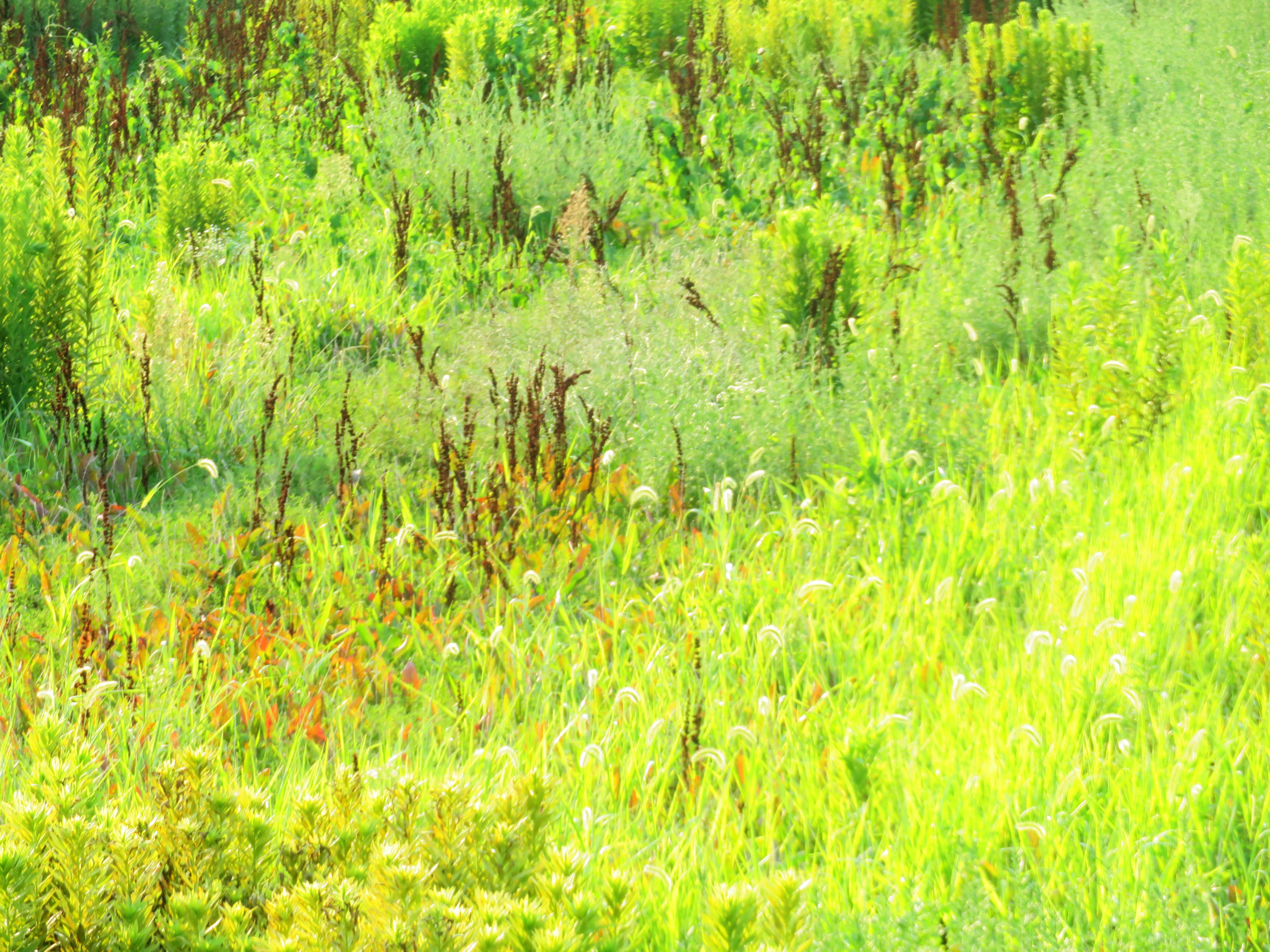 秋の草叢