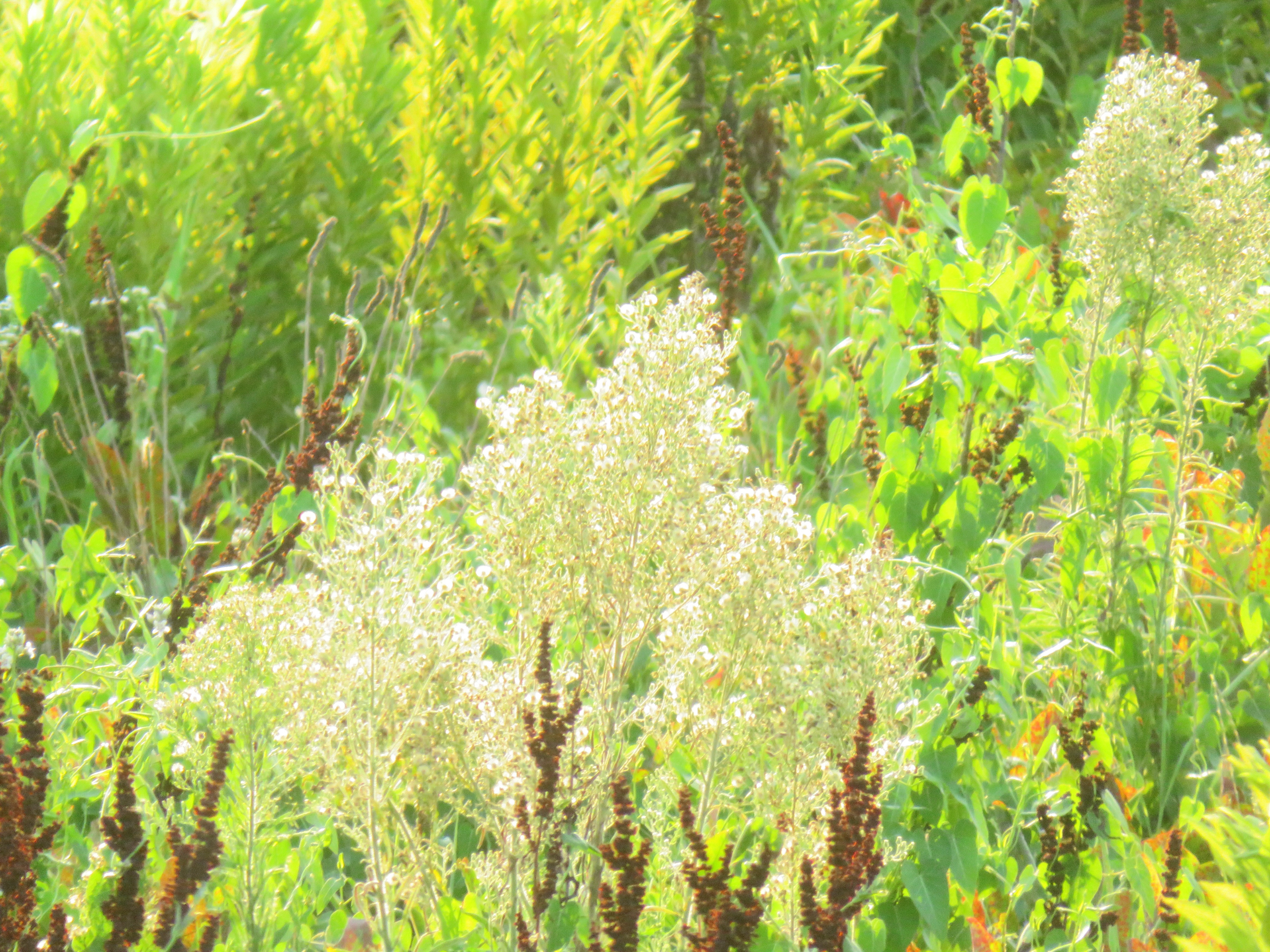お彼岸前の草叢