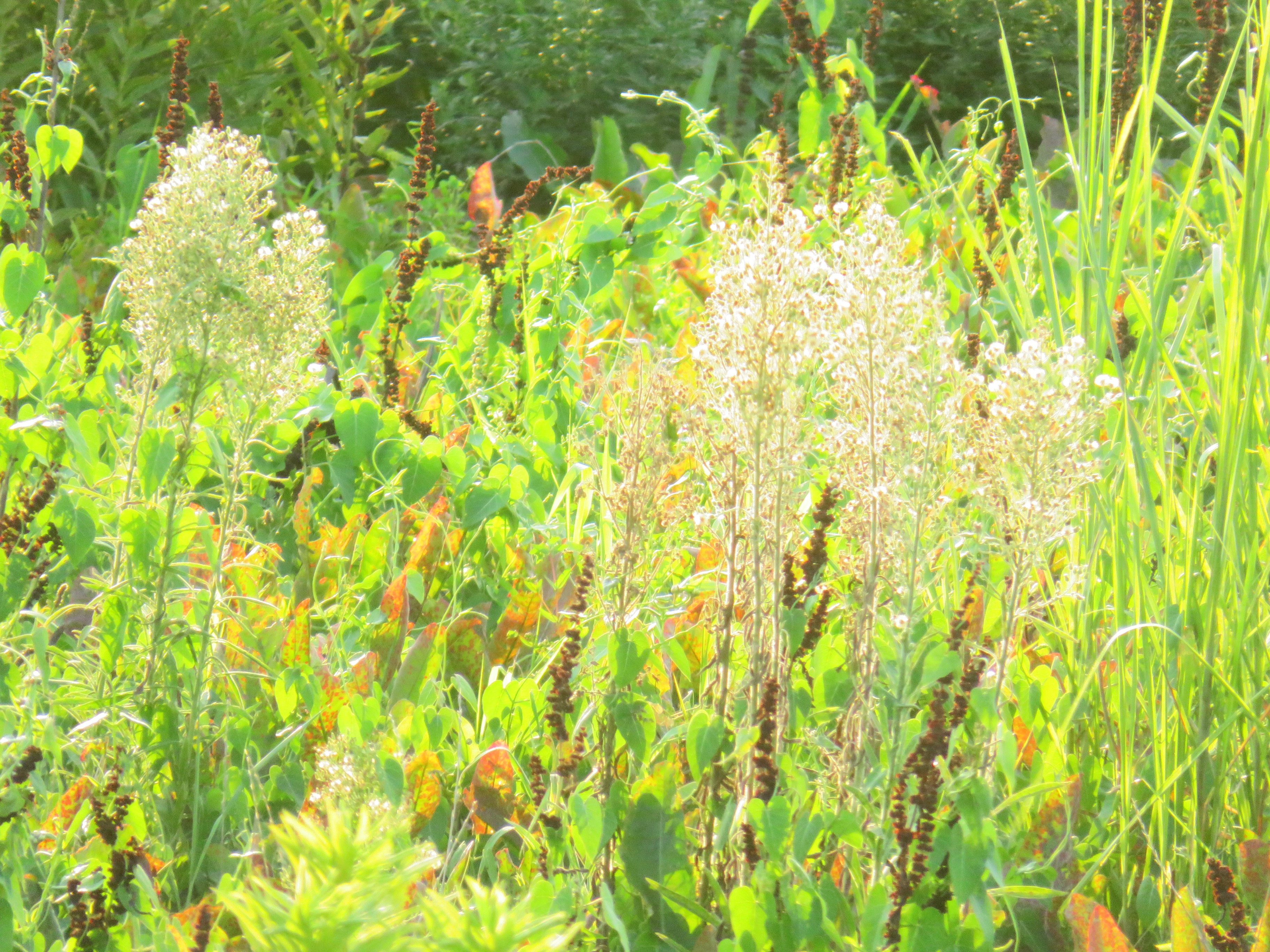 お彼岸前の草叢