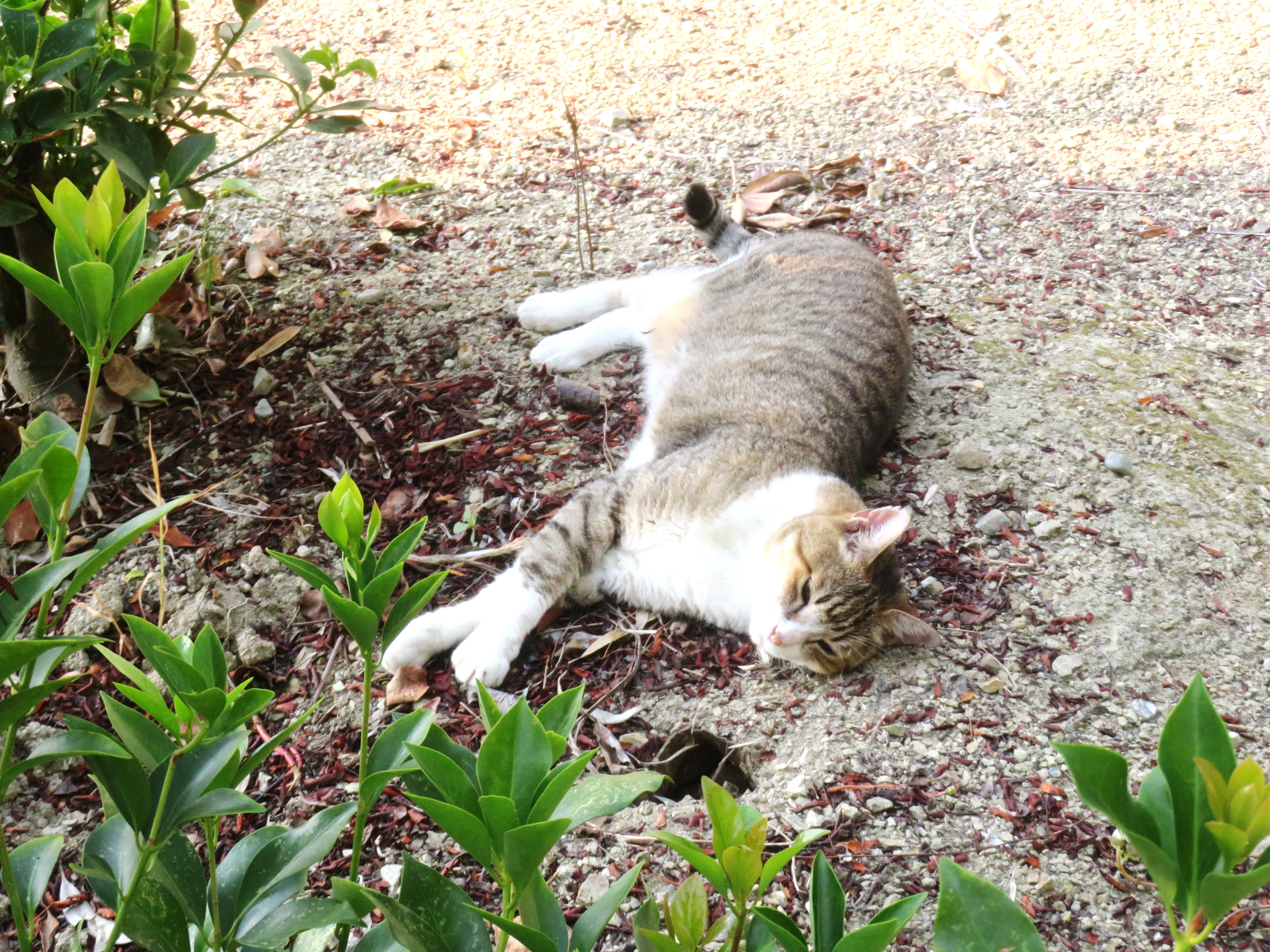ねこ、風太 巡回