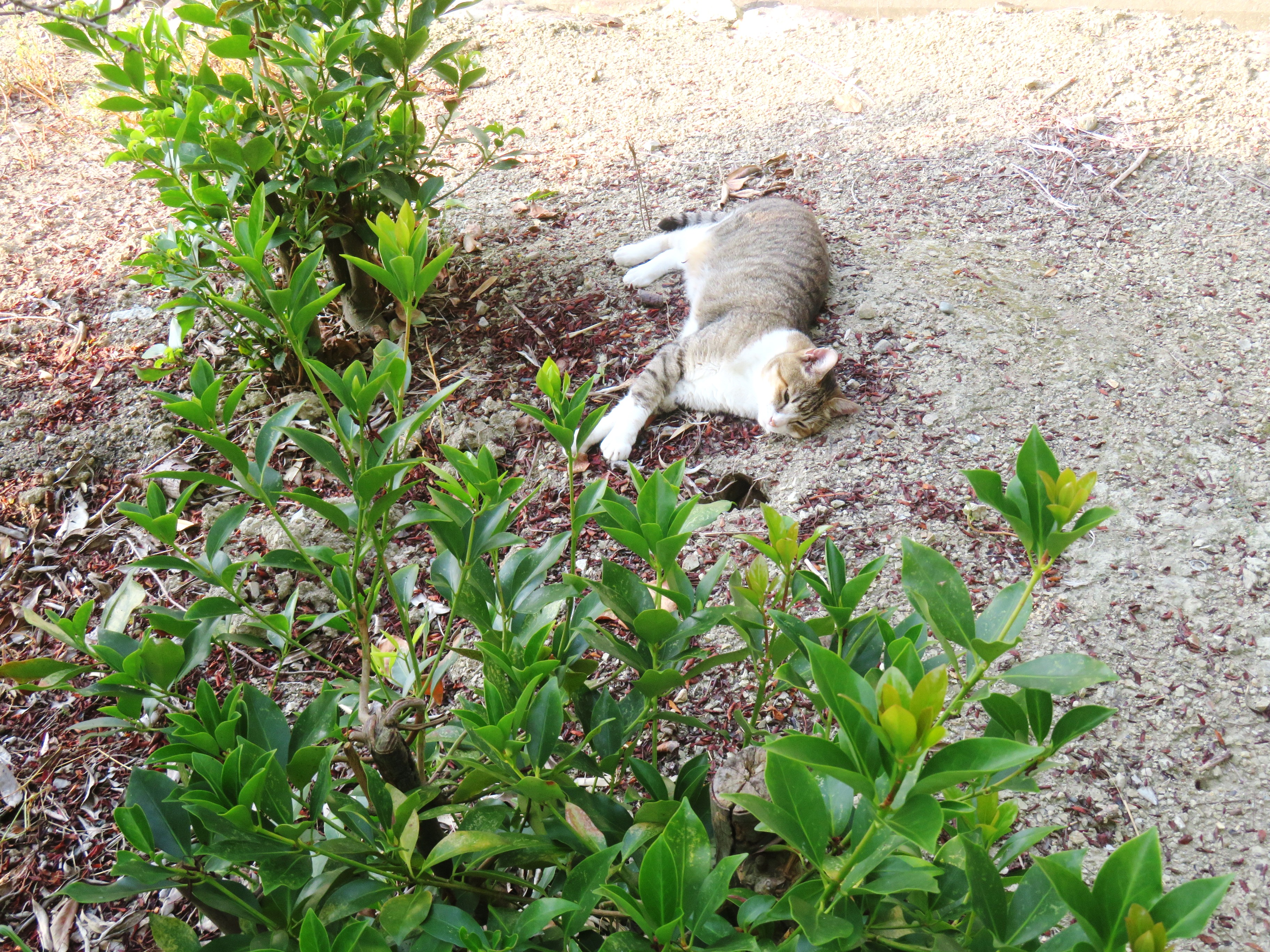 ねこ、風太 巡回