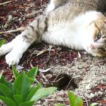 ねこ、風太　巡回