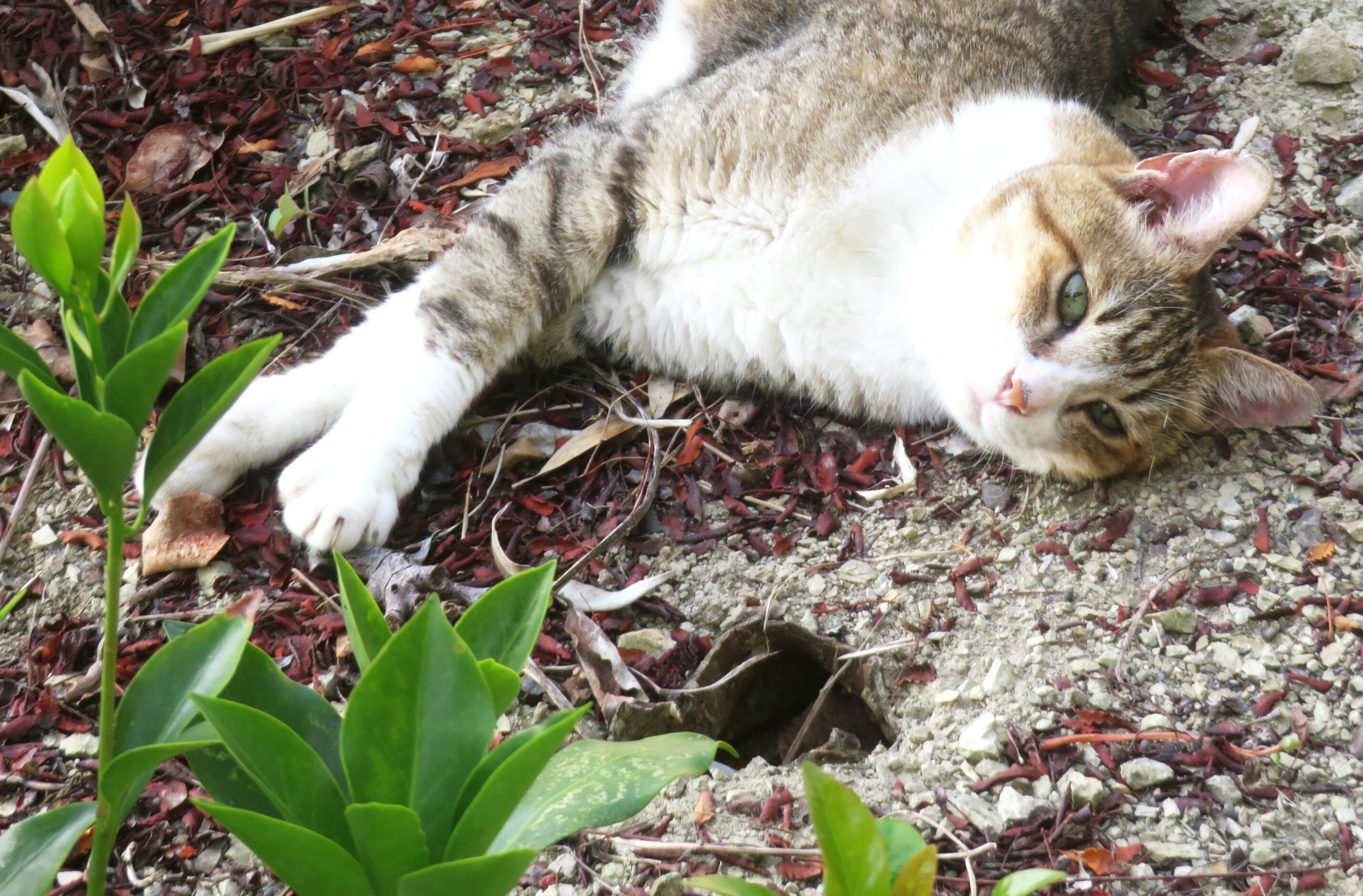 ねこ、風太 巡回