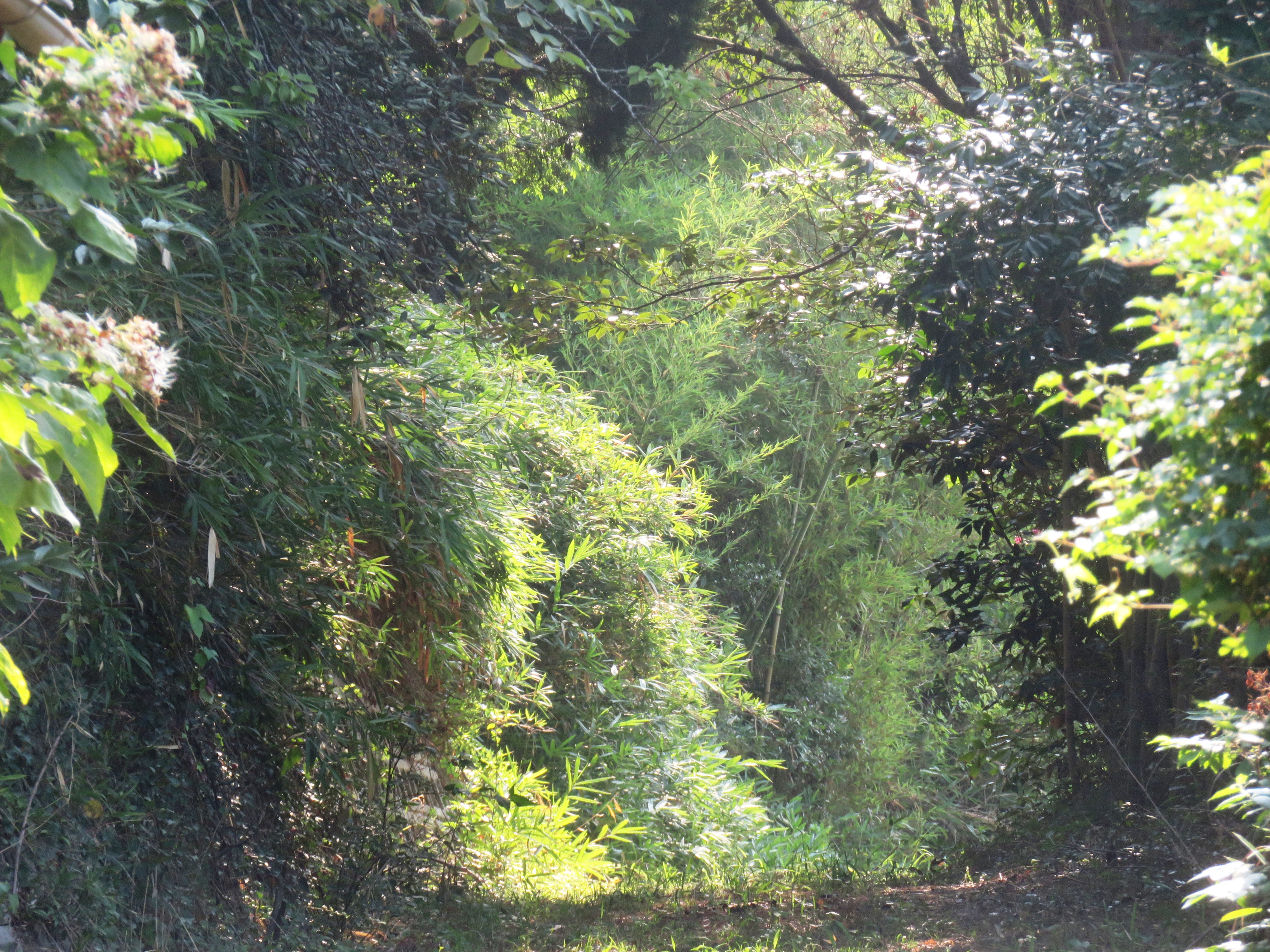 初秋 田舎道