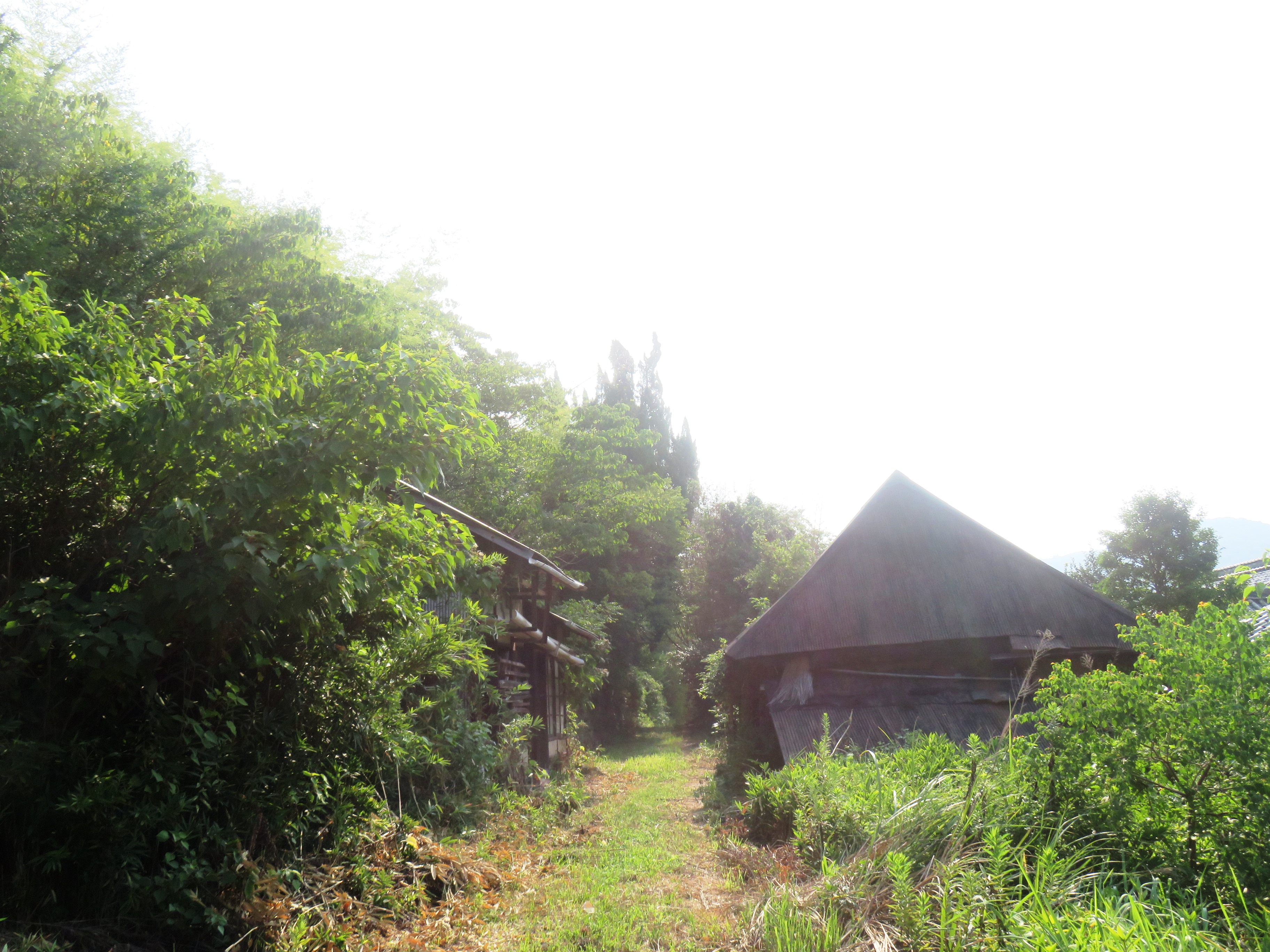 初秋 田舎道