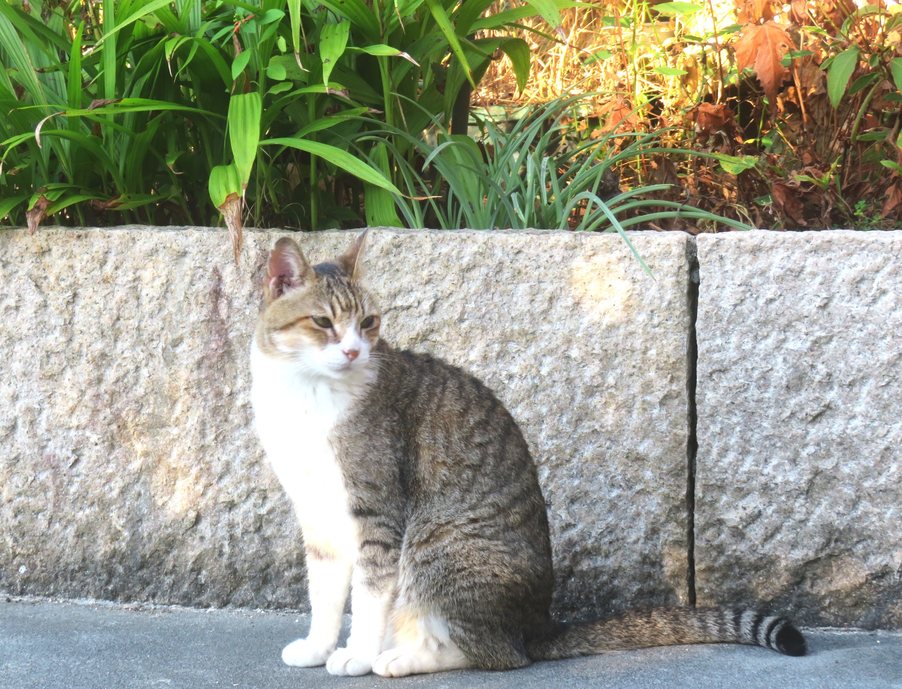 ねこ、風太 巡回