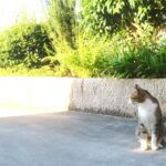 ねこ、風太　巡回