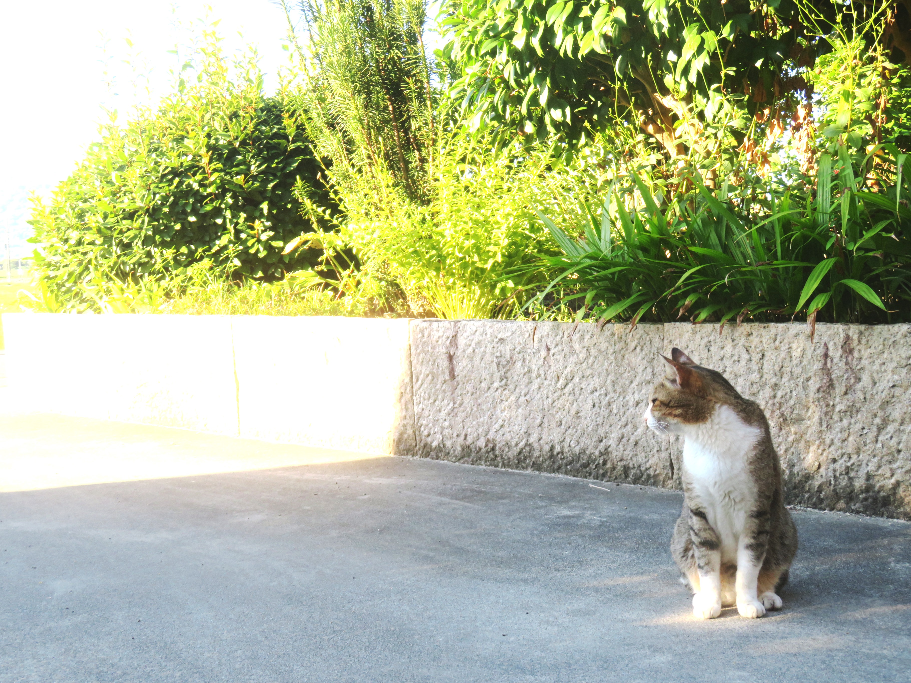 ねこ、風太 巡回