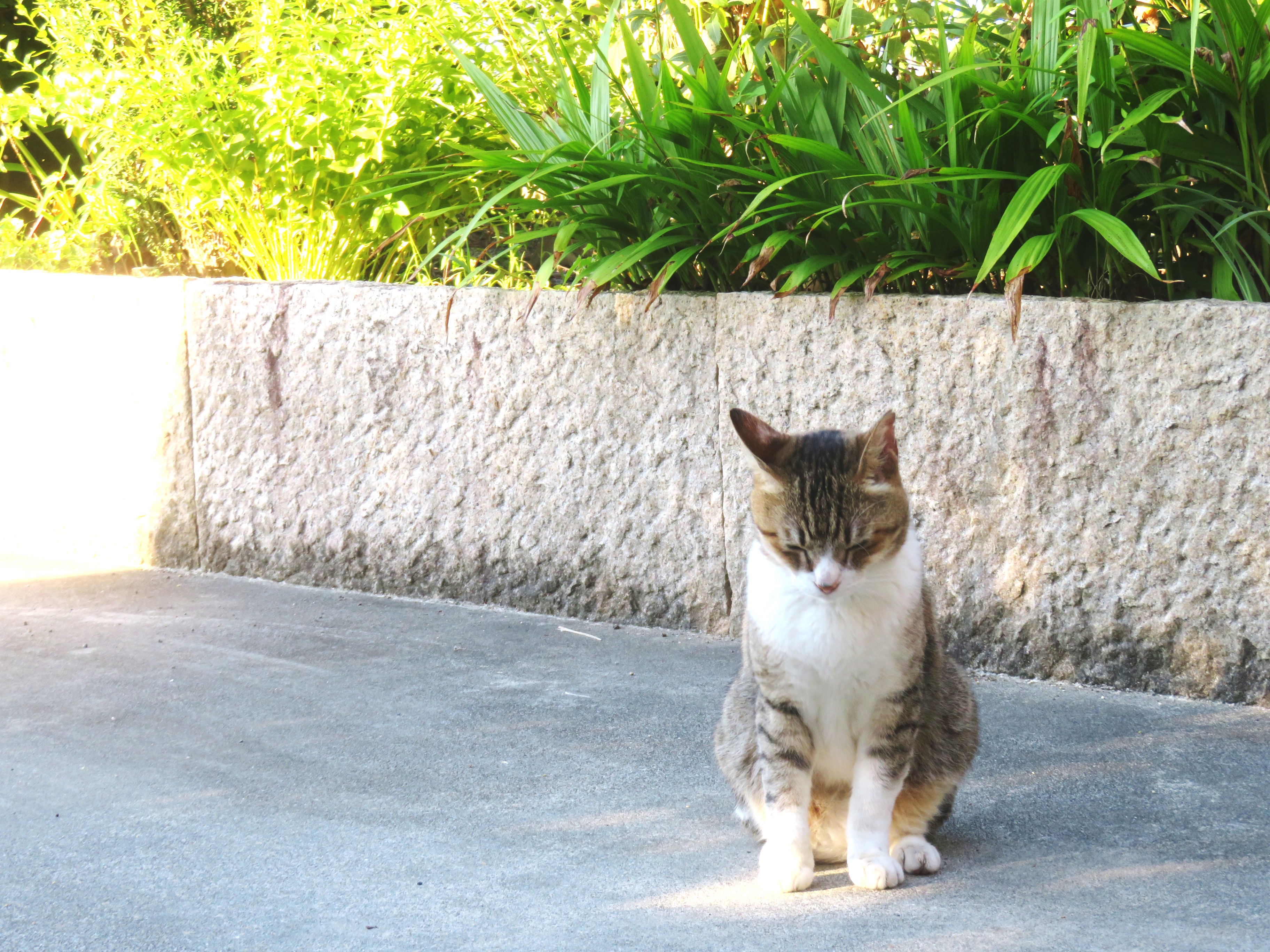 ねこ、風太 巡回