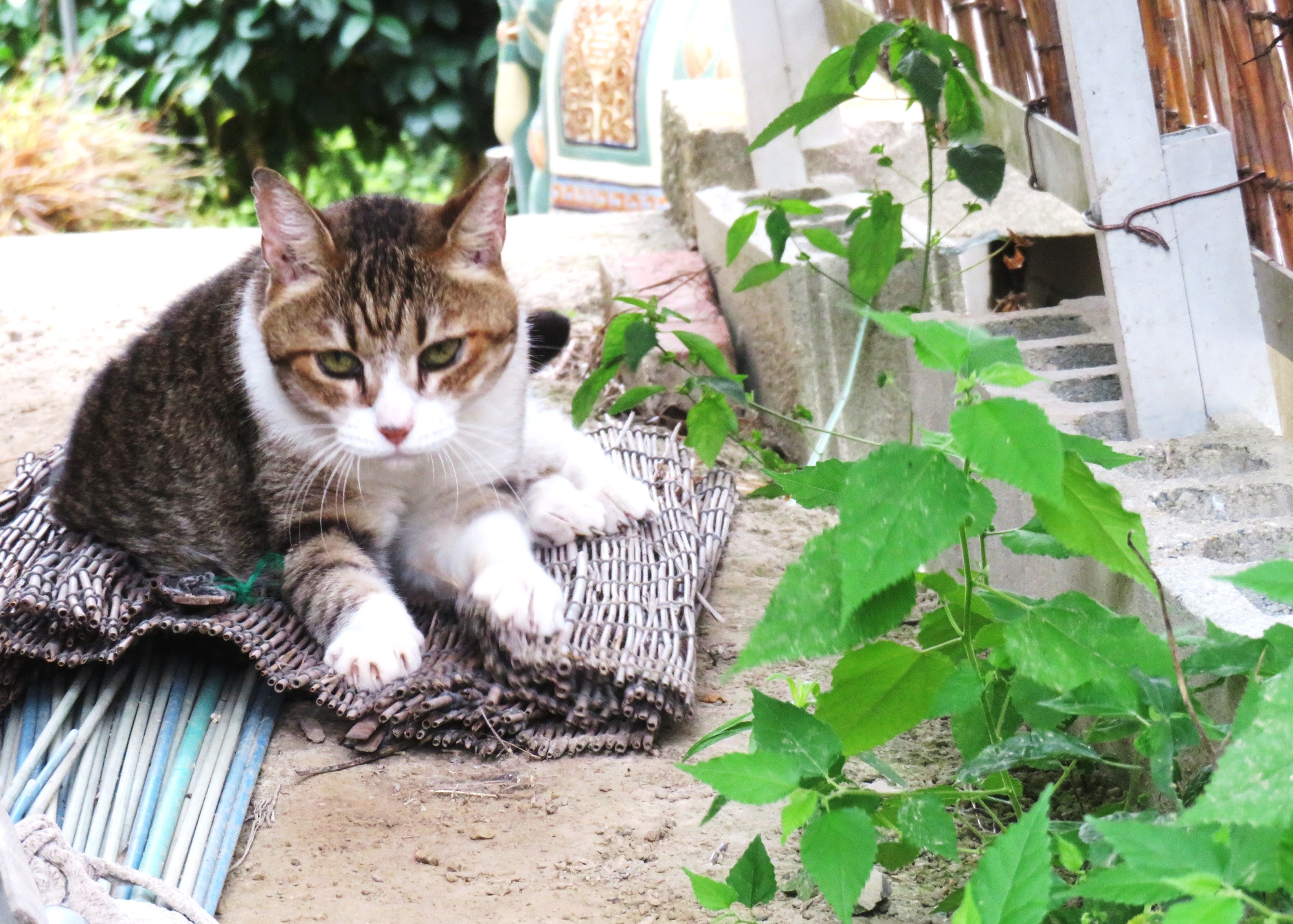 ねこ、風太　巡回
