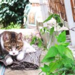 ねこ、風太　巡回