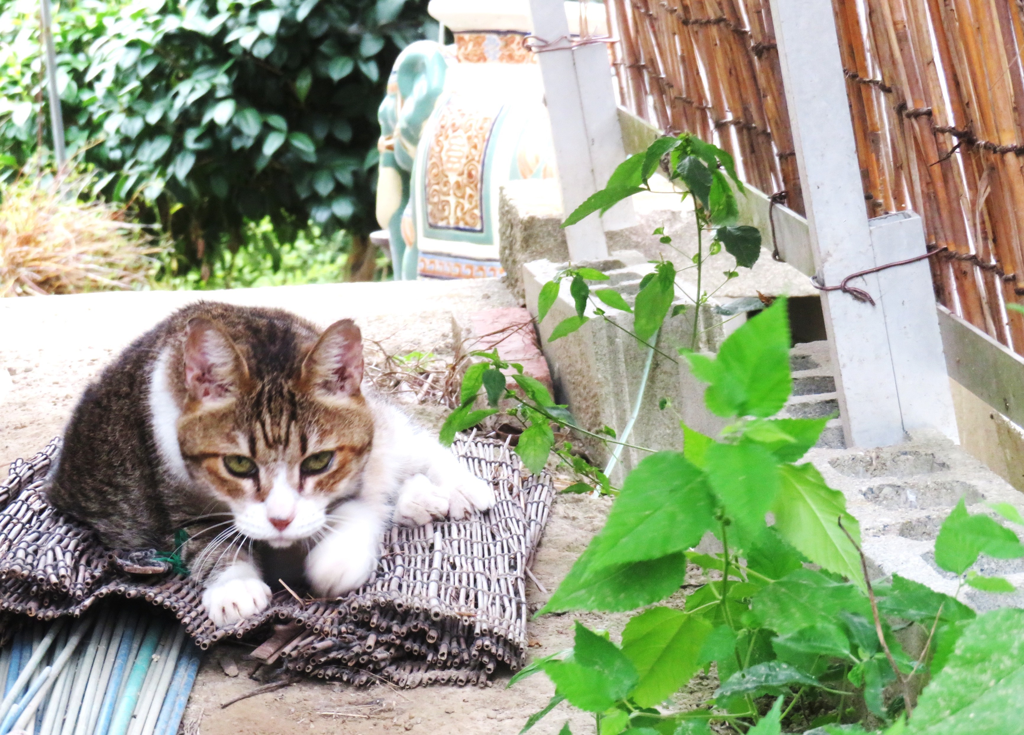 ねこ、風太　巡回