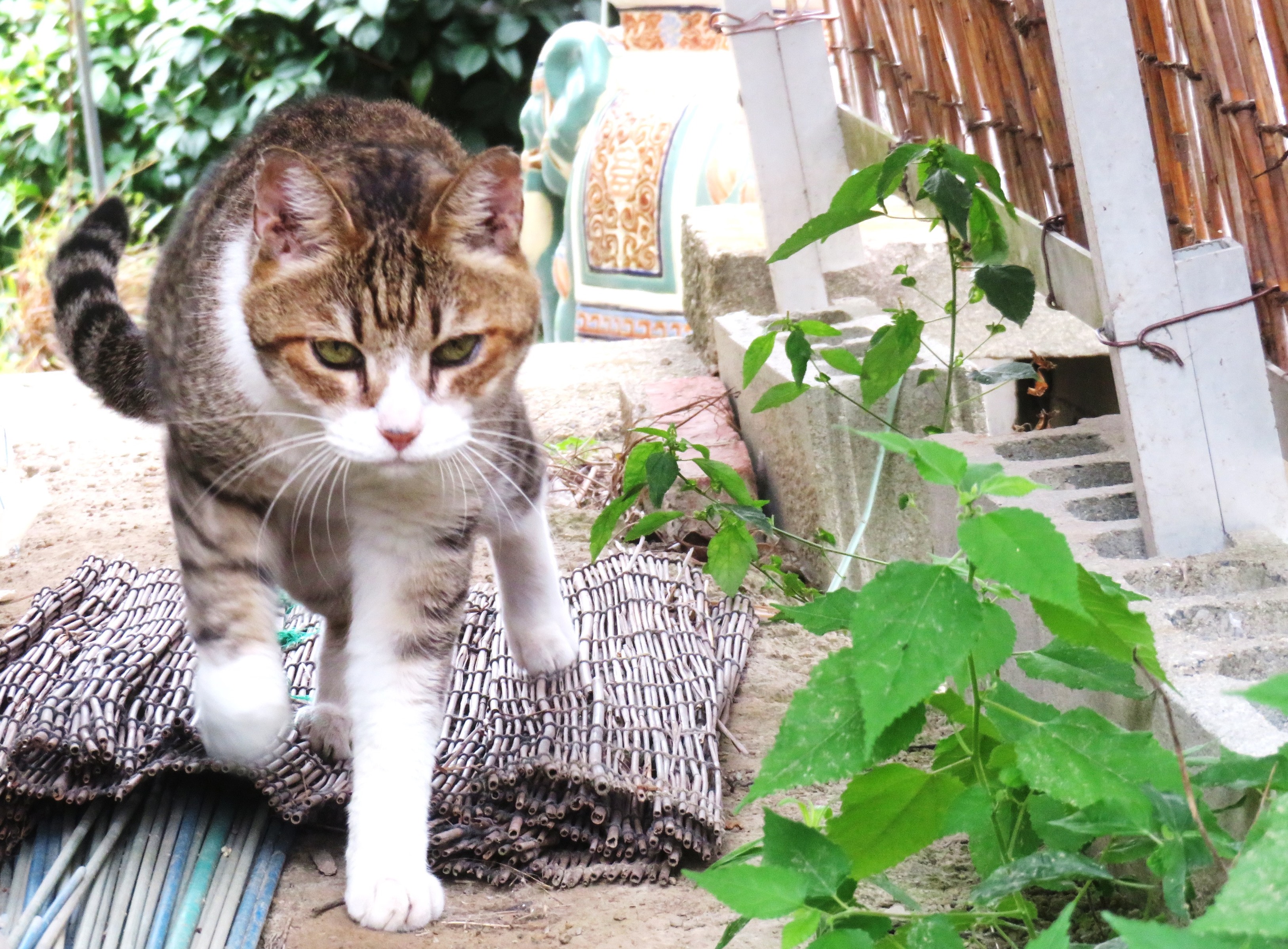 ねこ、風太　巡回