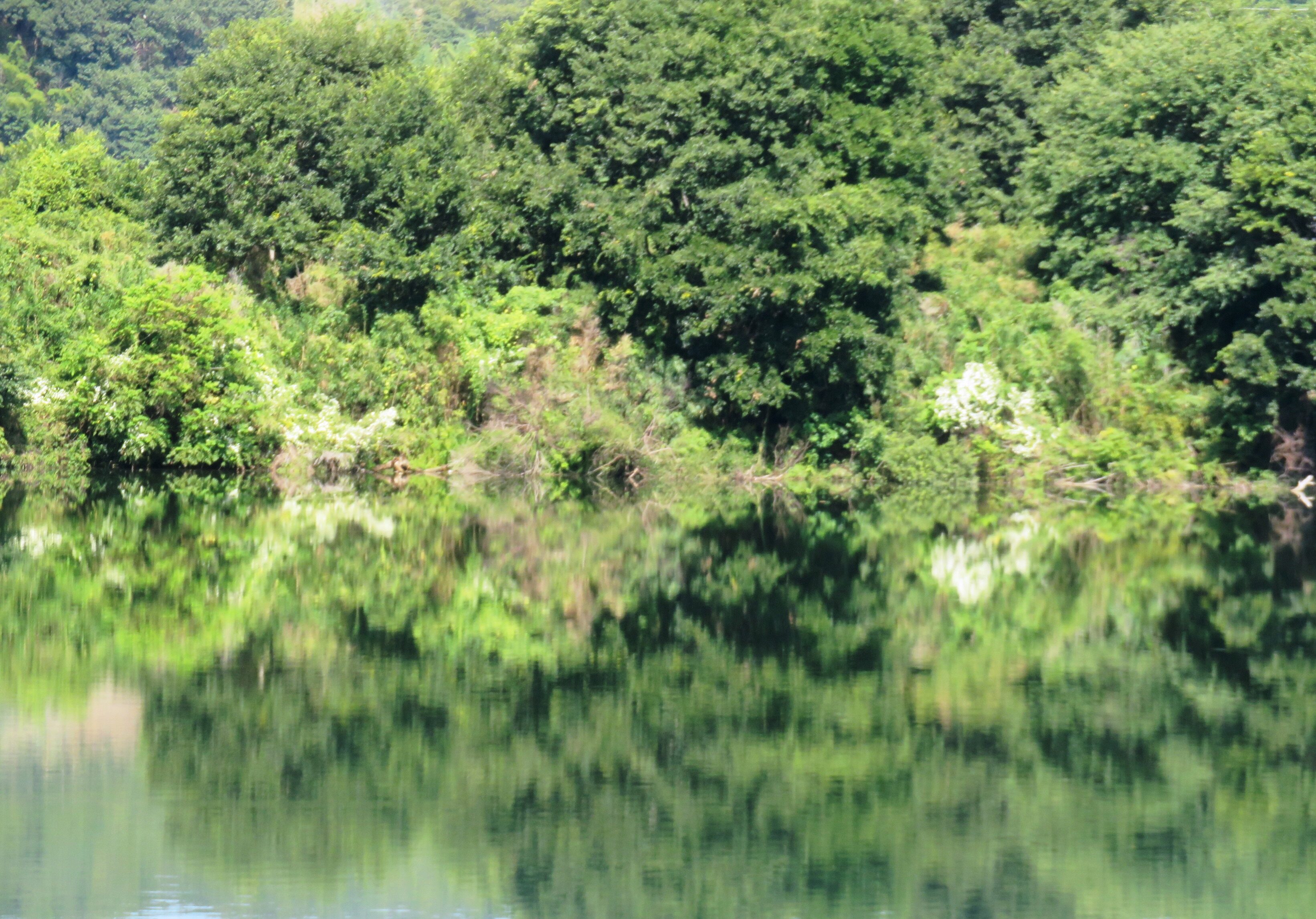 川面の水鏡