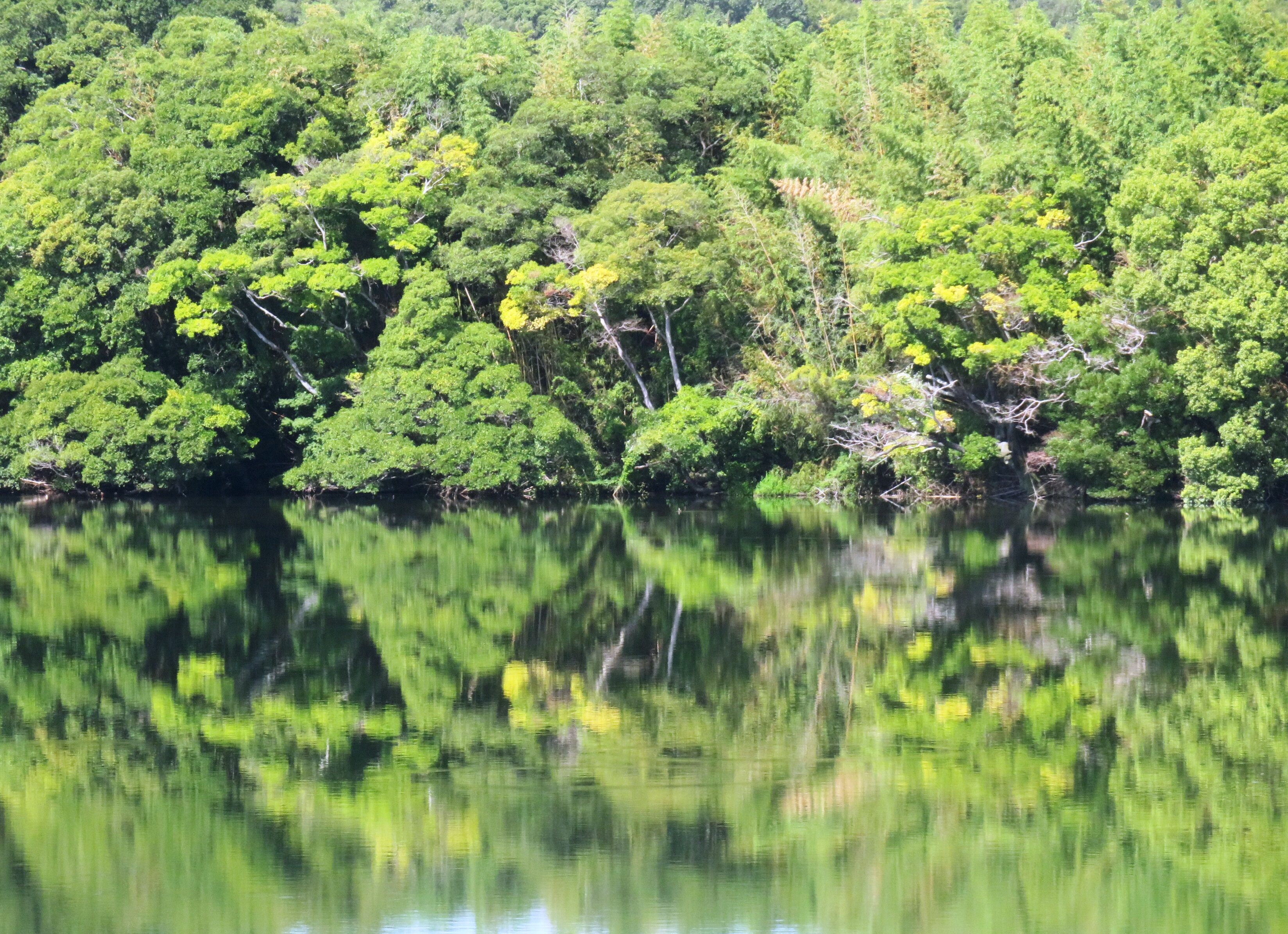 川面の水鏡