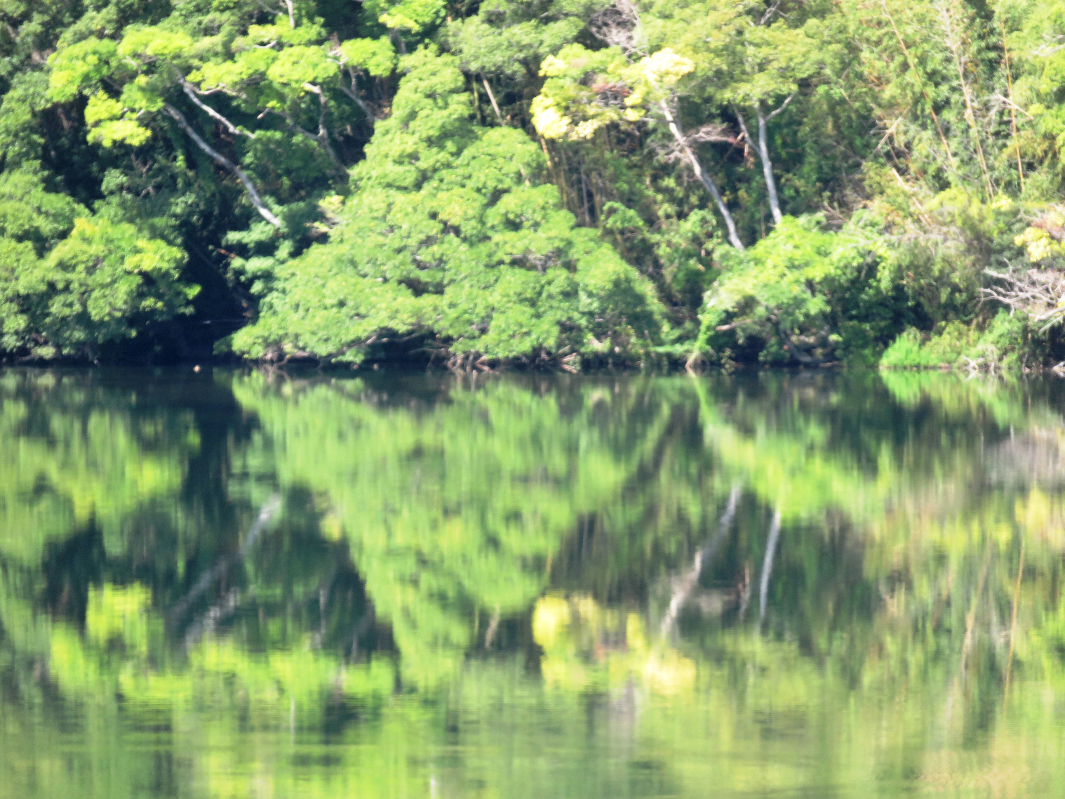 川面の水鏡