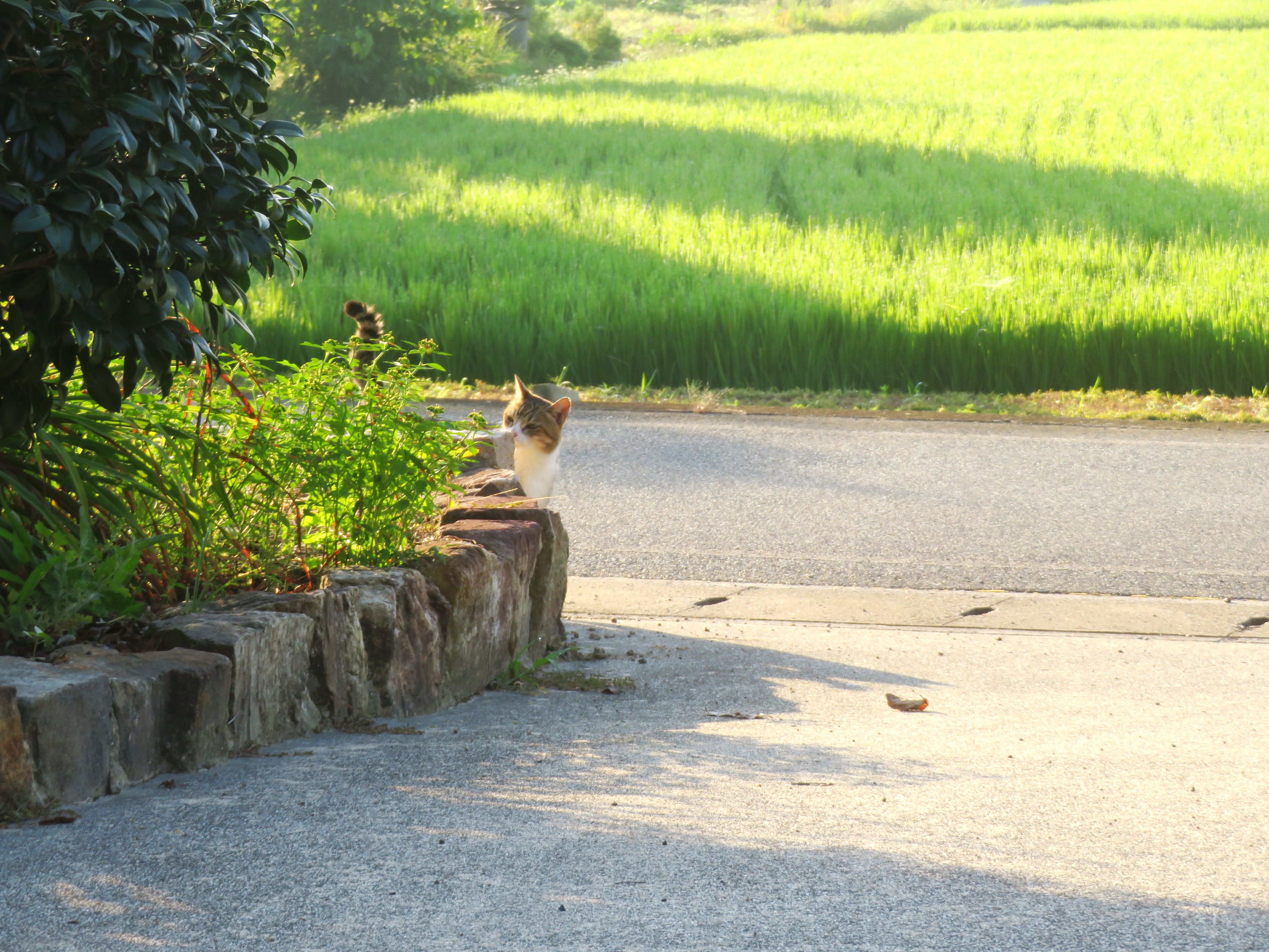 ねこ、風太 巡回