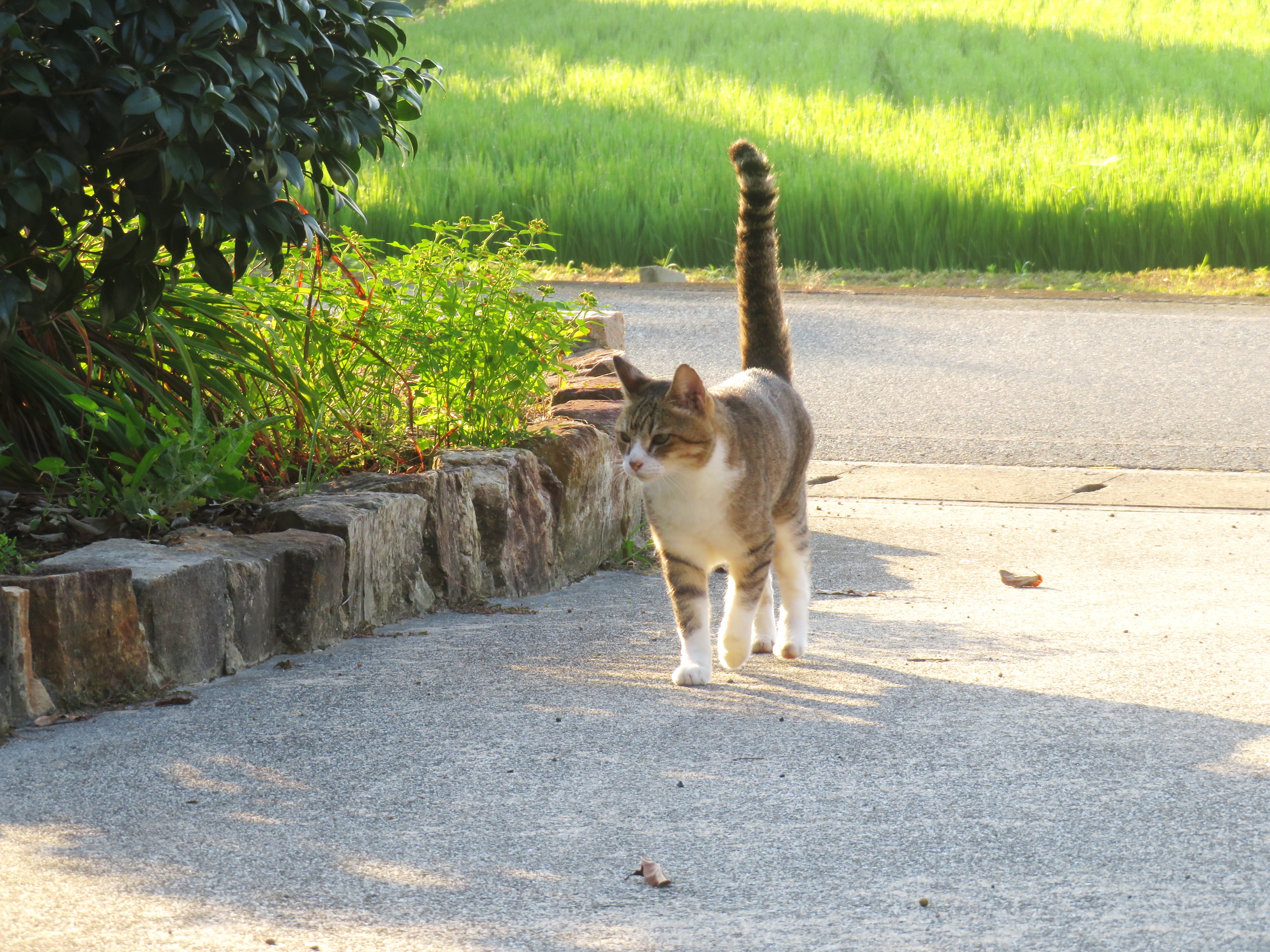 ねこ、風太 巡回