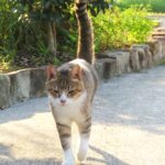 ねこ、風太　巡回